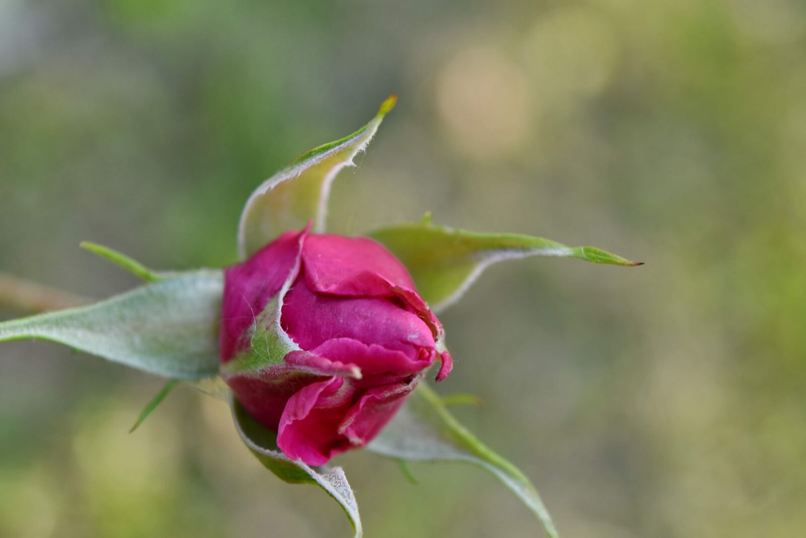 Nikon D5500 sample photo. Flower bud, flower garden photography