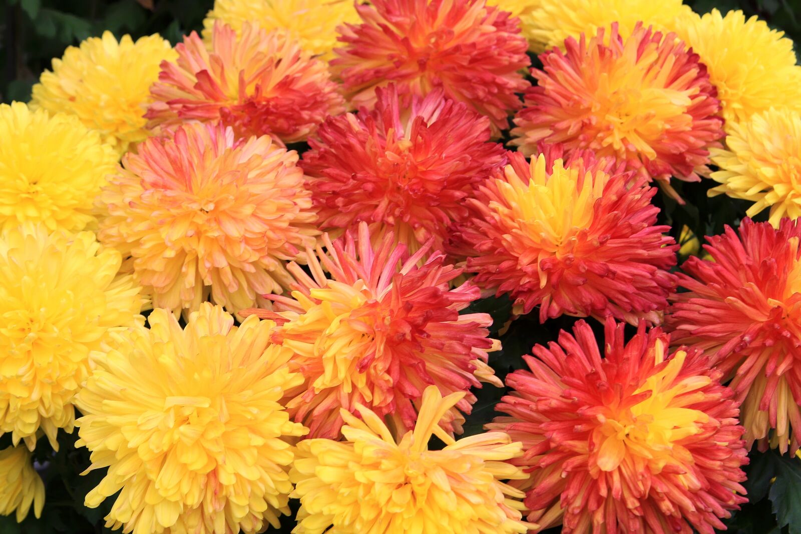 Canon EOS 40D sample photo. Flowers, chrysanthemum, botanical garden photography