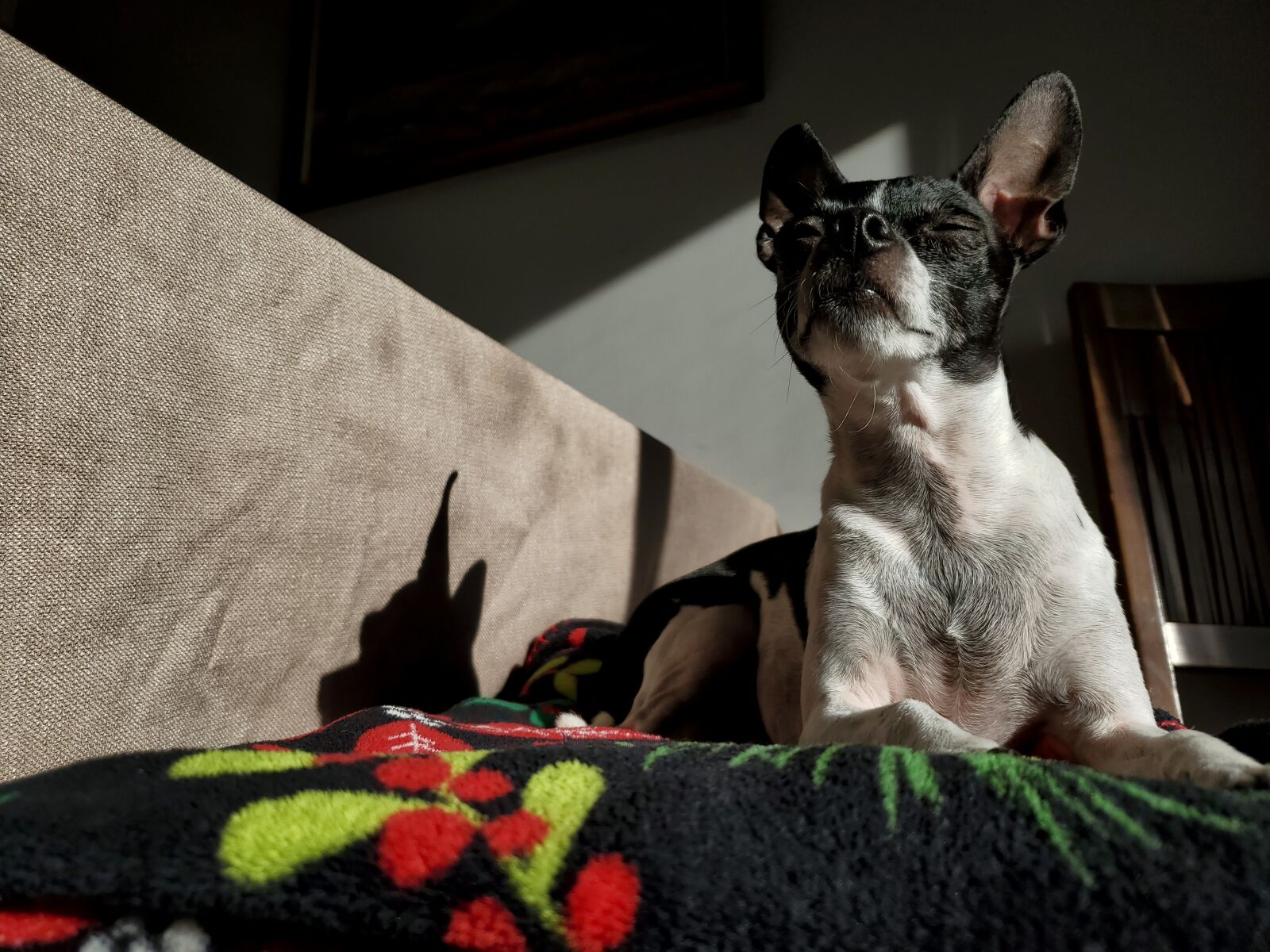 Samsung Galaxy S10 sample photo. Dog, basking, sun photography