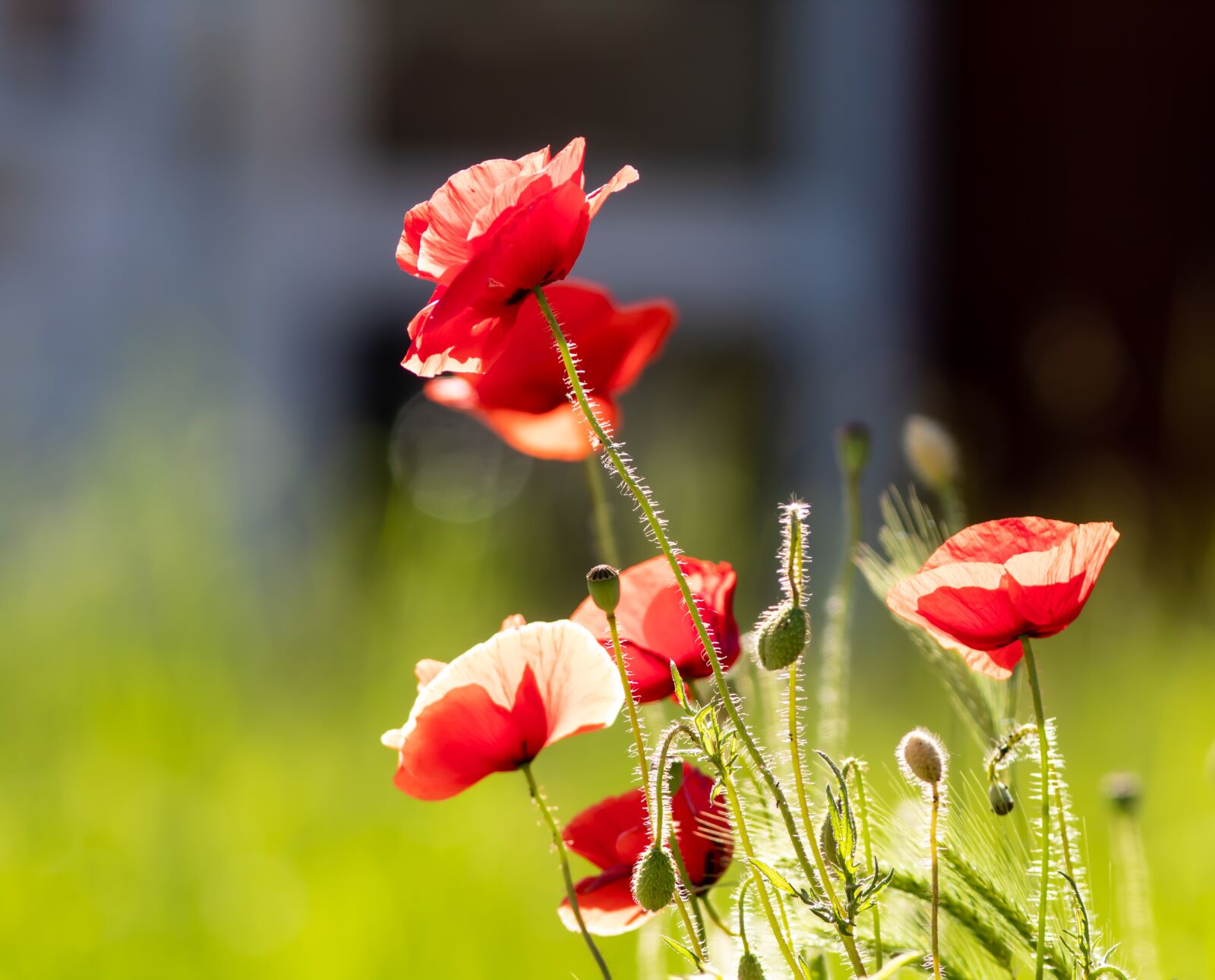 Canon EOS 1300D (EOS Rebel T6 / EOS Kiss X80) + Canon EF 300mm F4L IS USM sample photo. Poppy, red flowers, sunshine photography