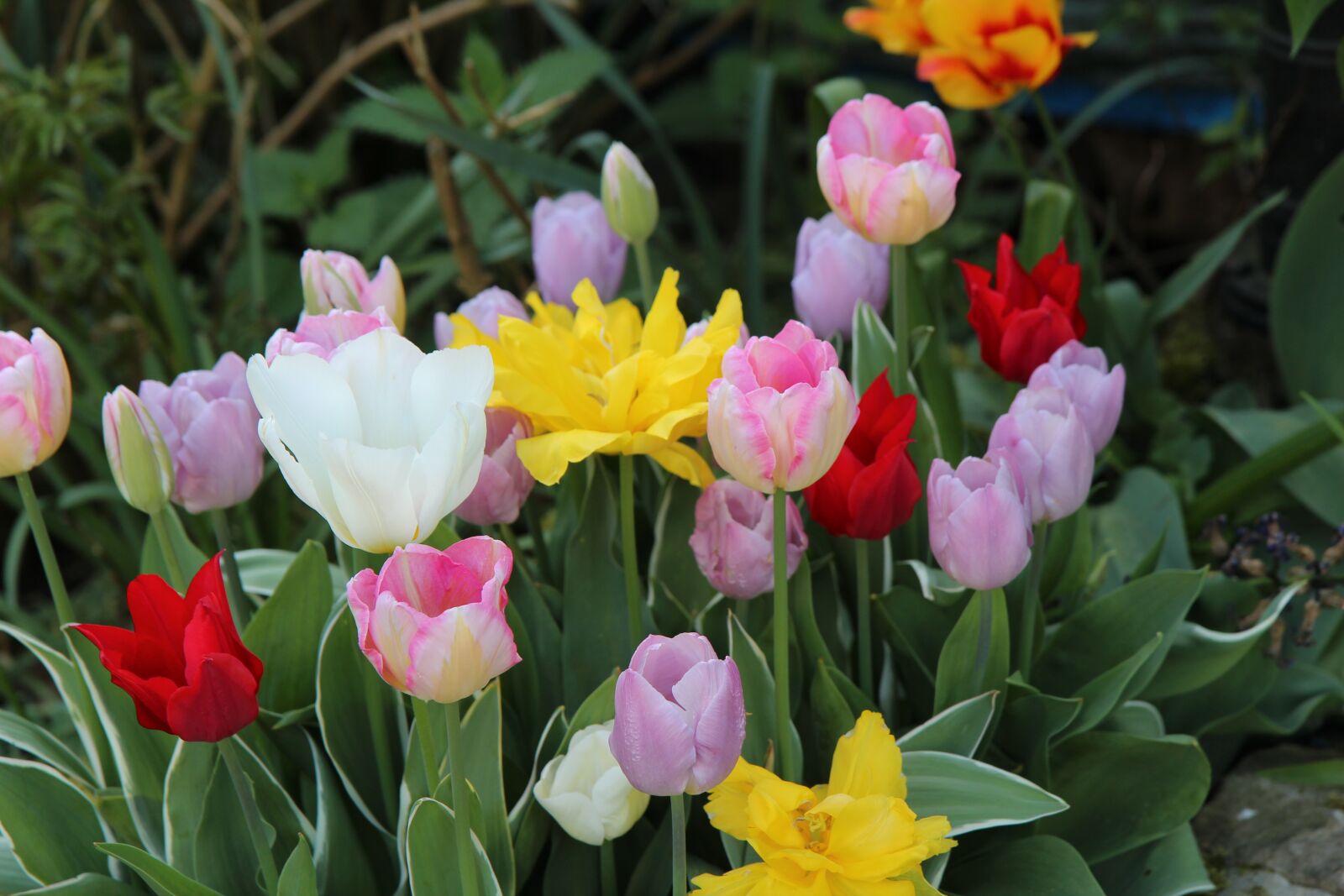 Canon EOS 600D (Rebel EOS T3i / EOS Kiss X5) sample photo. Tulips, flowering, spring photography
