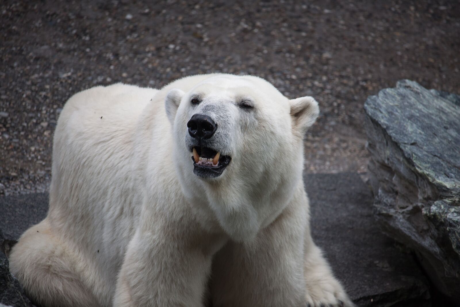 Canon EOS 50D sample photo. Polar bear, predator, bear photography