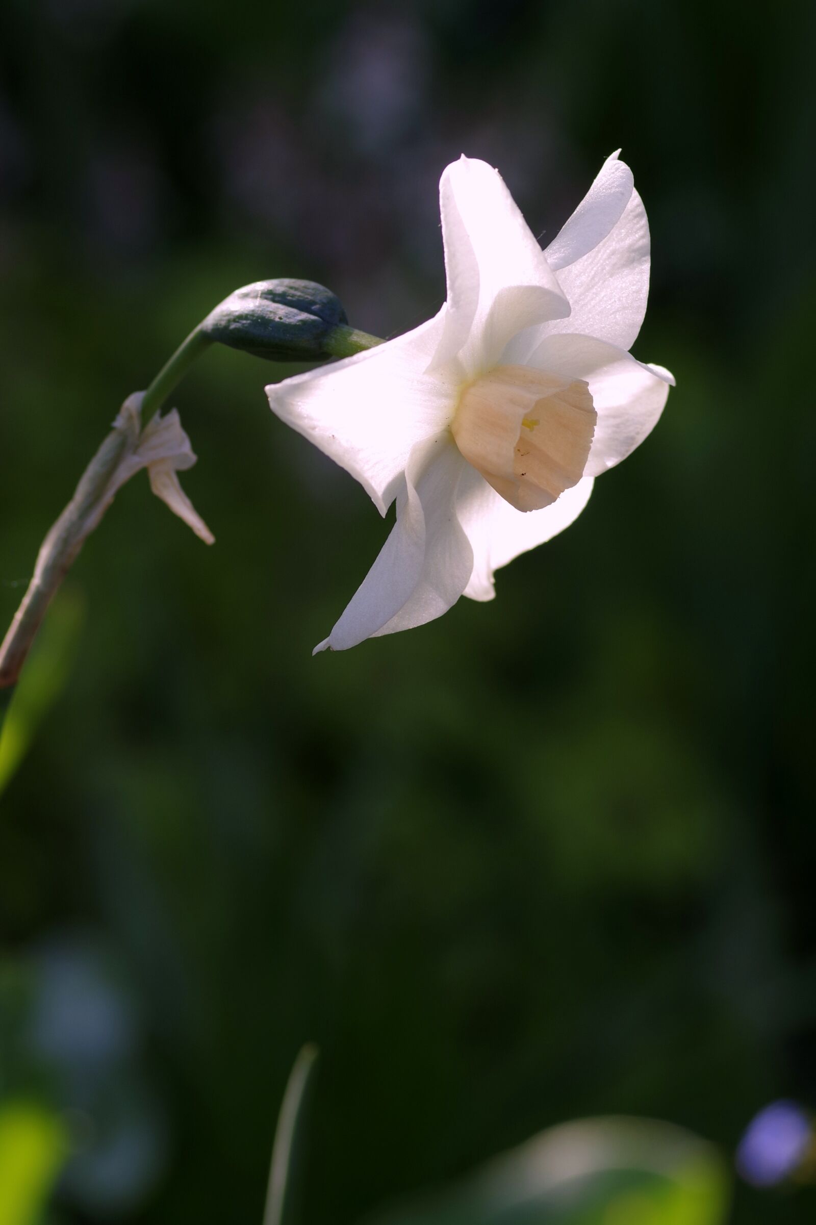 Pentax K-S2 sample photo. Narcissus, white, cream photography