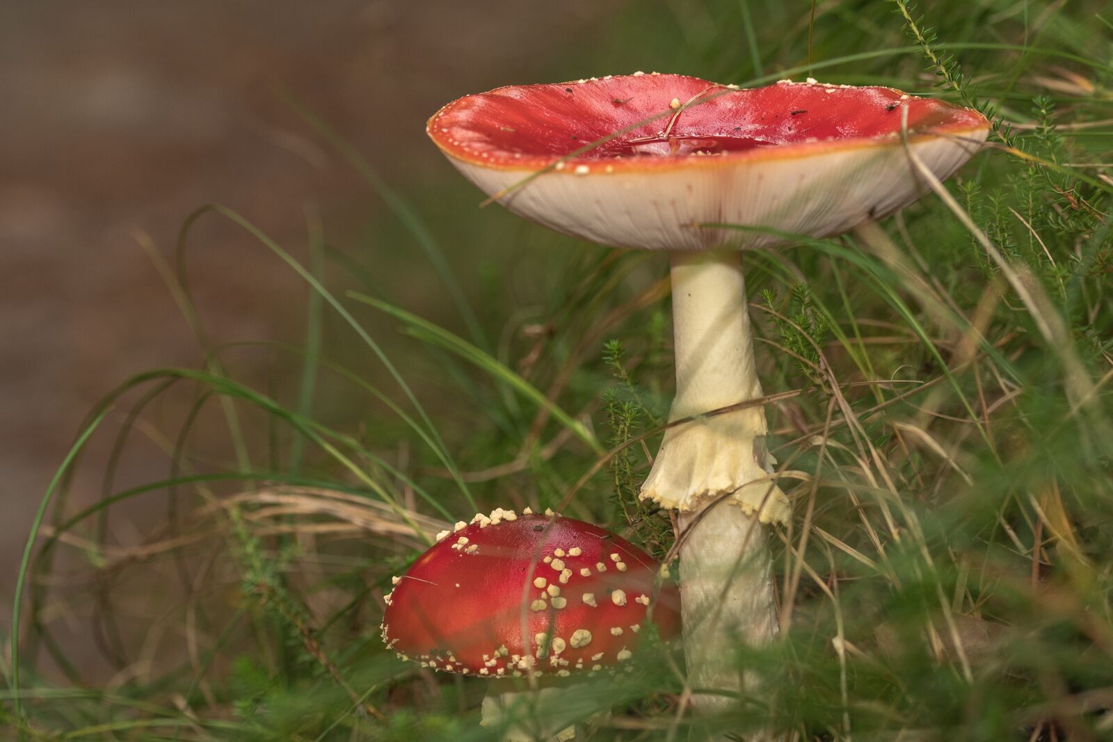 Nikon D500 sample photo. Mushroom, fly agaric, autumn photography