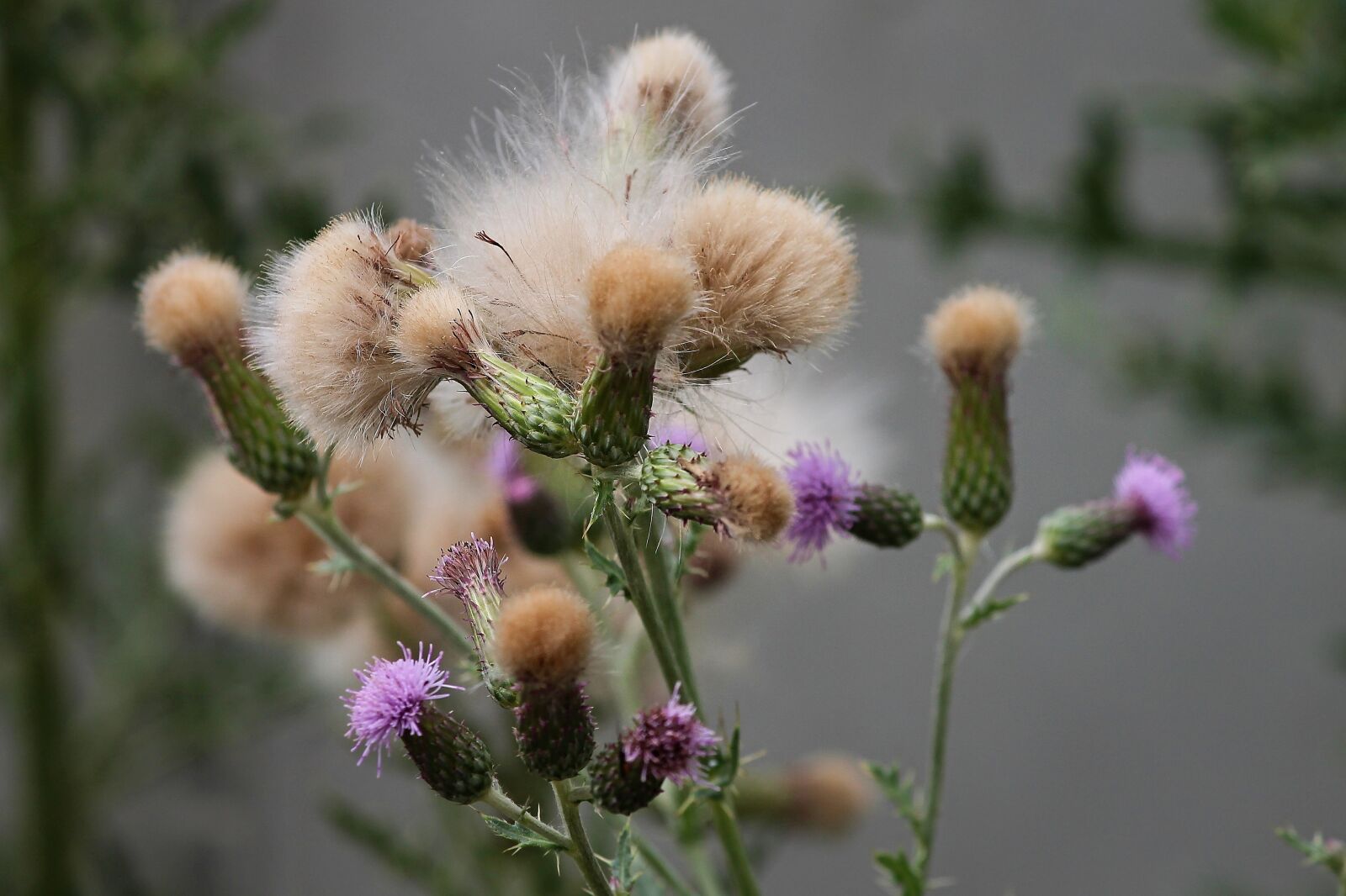 Canon EOS 1100D (EOS Rebel T3 / EOS Kiss X50) sample photo. Acker thistle, cirsium arvense photography