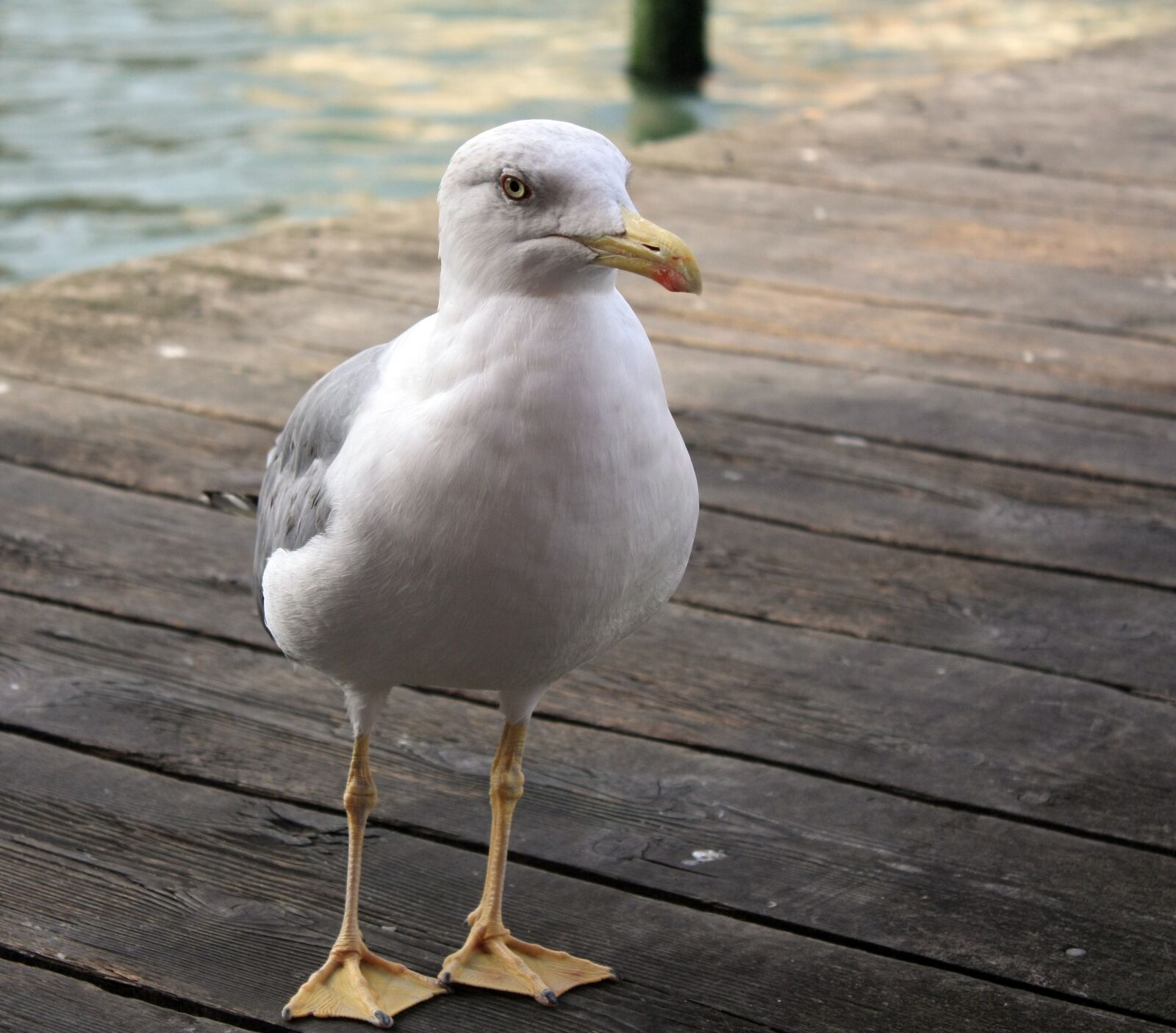 Canon EOS 450D (EOS Rebel XSi / EOS Kiss X2) sample photo. Gull, pier, sea photography