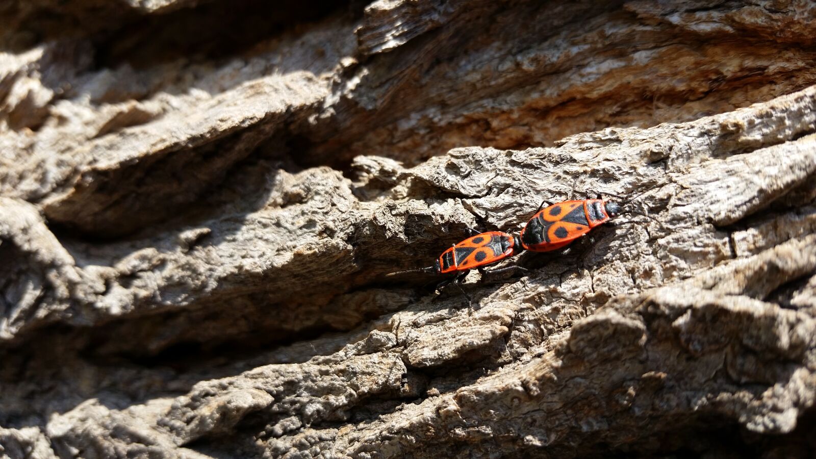 Samsung Galaxy S5 sample photo. Fire bug, insect, sunny photography