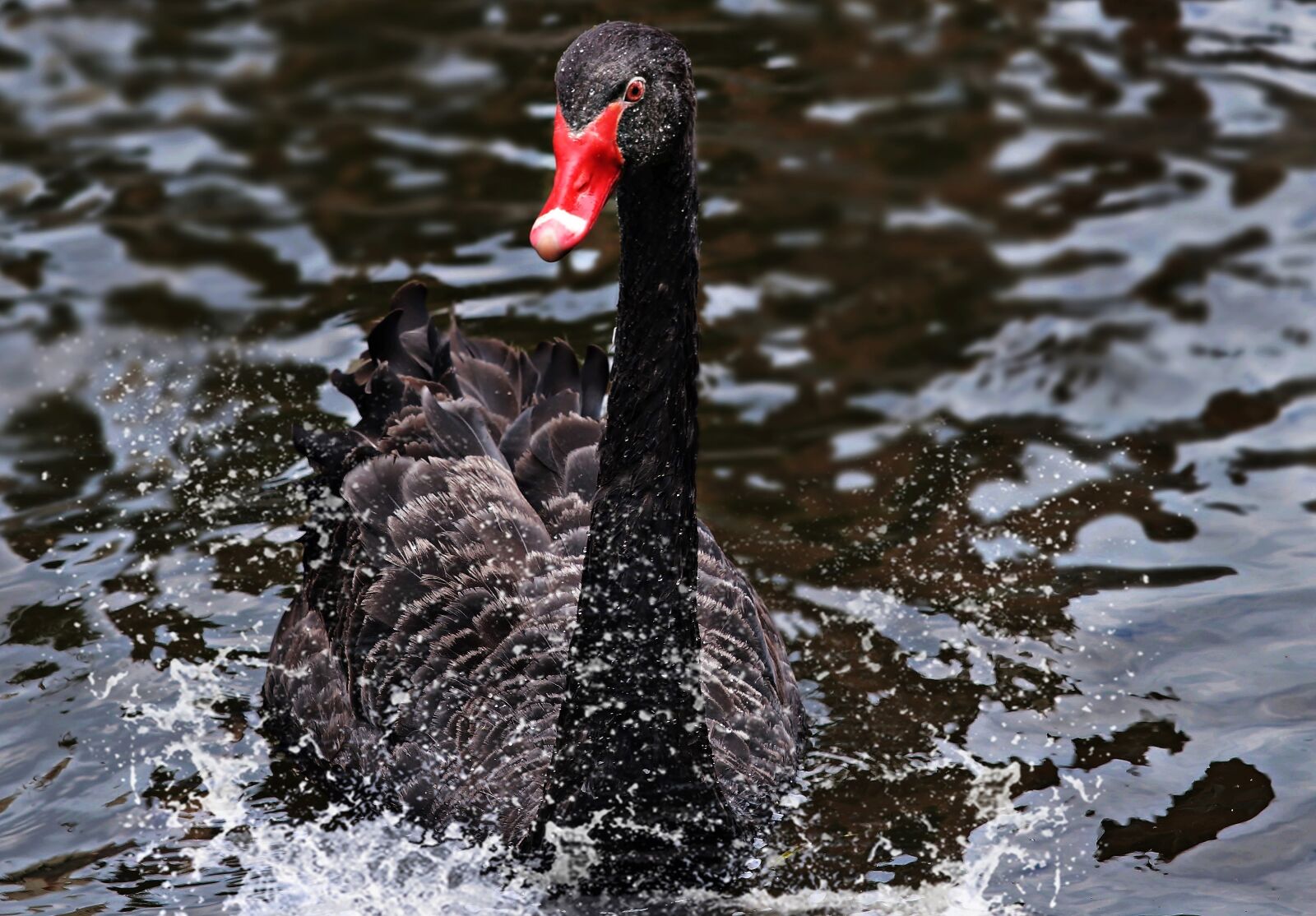 Canon EOS 80D sample photo. Mourning swan, swan, black photography