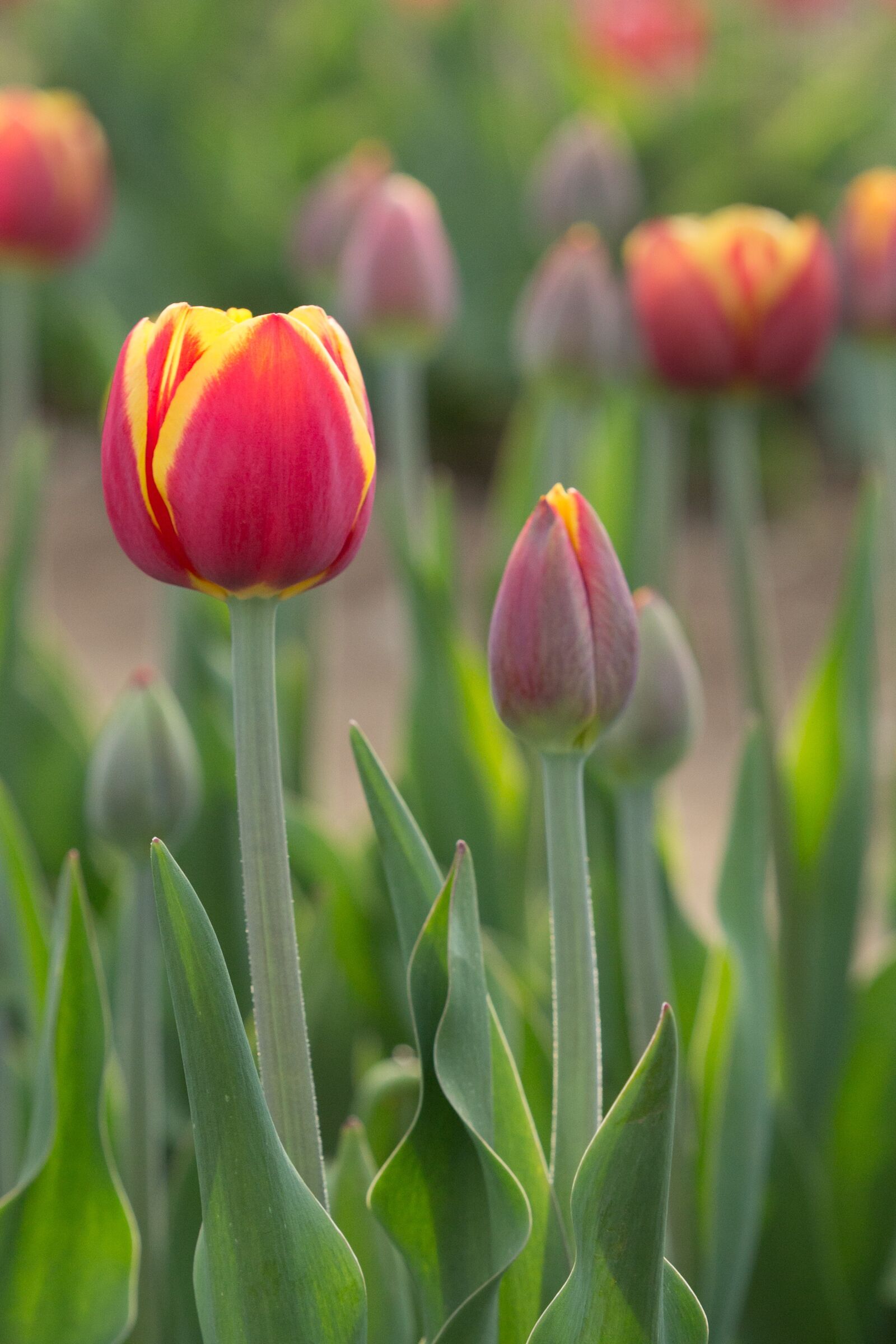 Canon EF 70-200mm F2.8L IS USM sample photo. Tulip, flower, bud photography