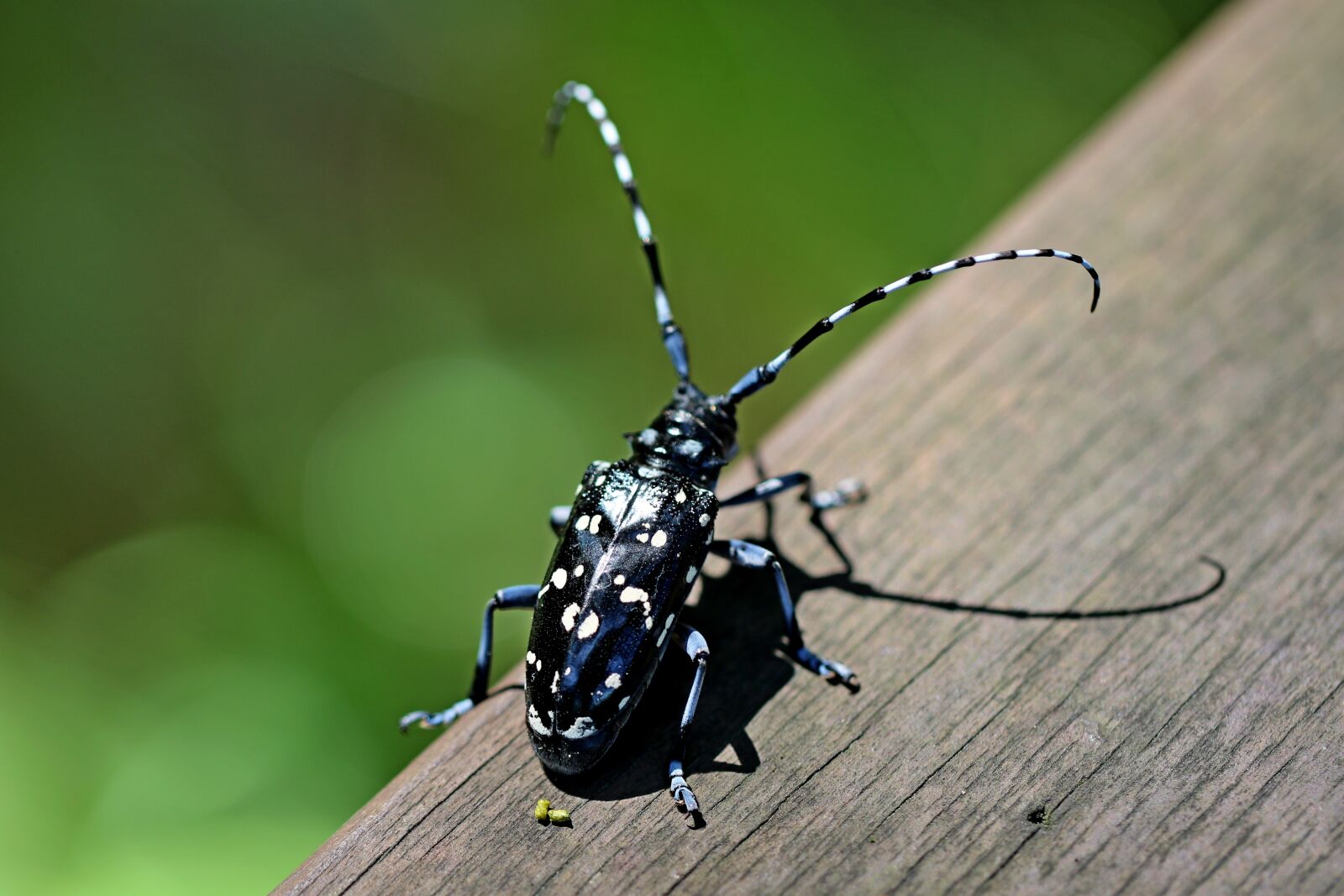 Canon EOS 7D Mark II sample photo. Alrak long-horned beetle, bug photography