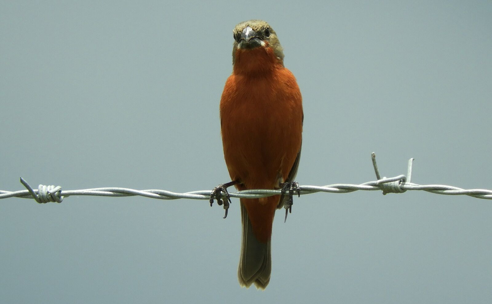 Nikon Coolpix B700 sample photo. Nature, bird, ave photography