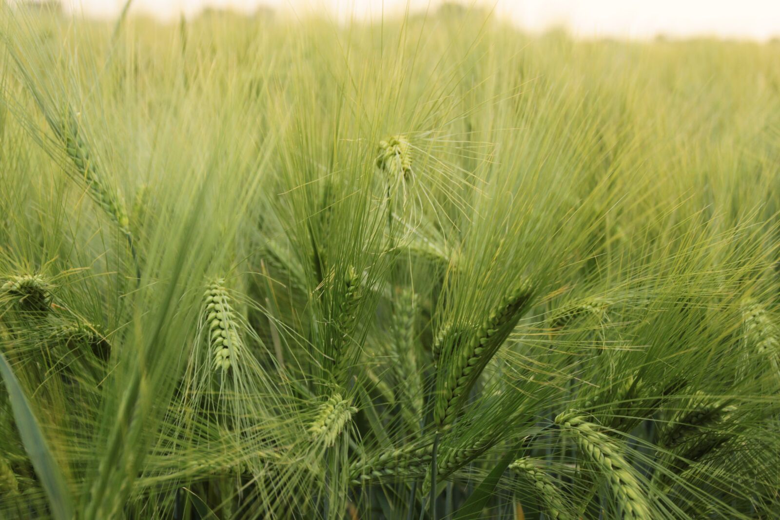 Canon EOS 500D (EOS Rebel T1i / EOS Kiss X3) sample photo. Wheat, field, agriculture photography