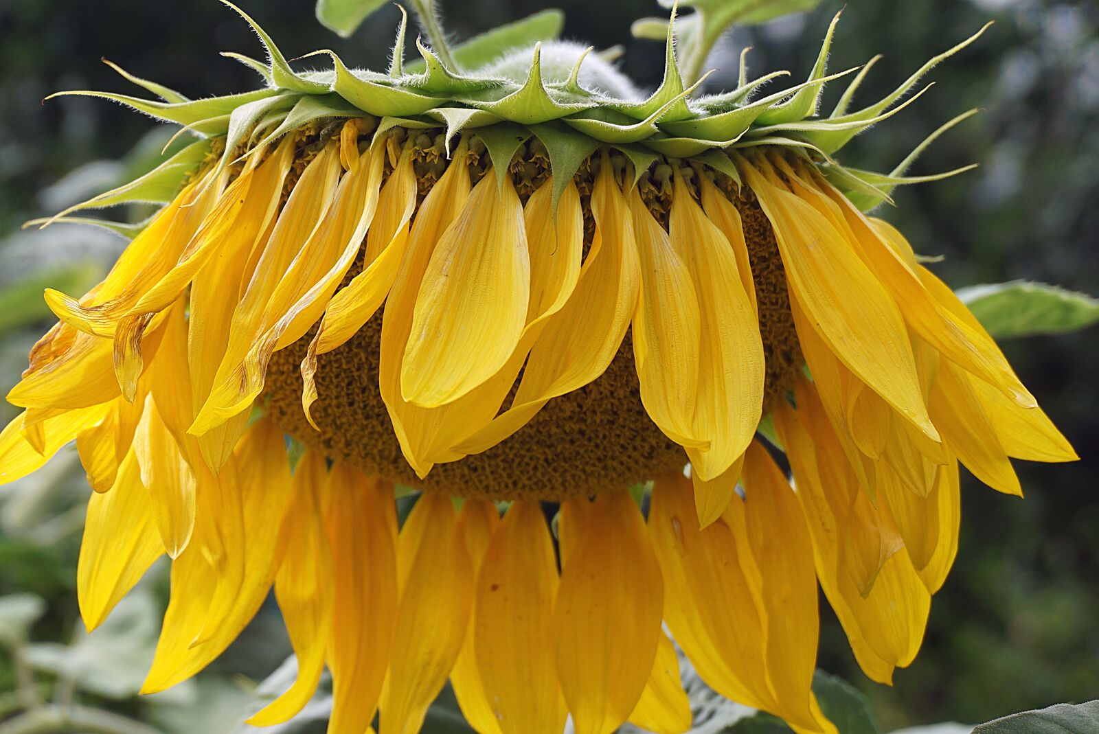 Sony a6000 sample photo. Sunflower, flower, plant photography