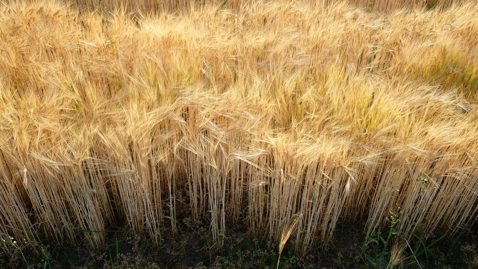 Fujifilm X70 sample photo. Field, barley, wheat field photography