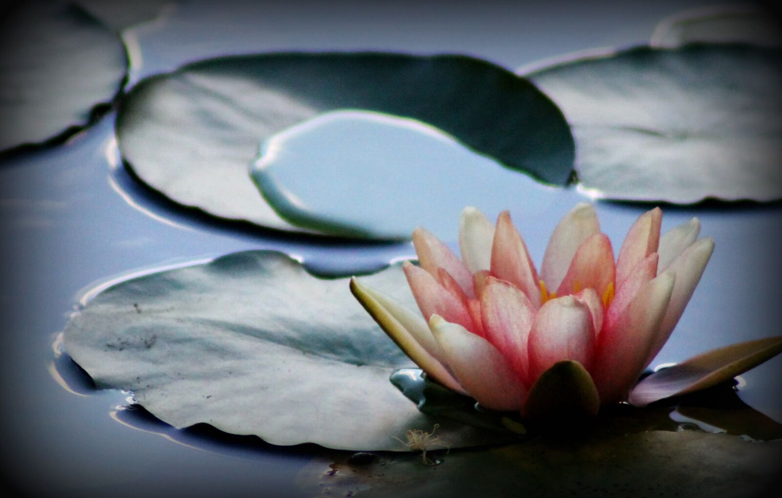 Canon EOS 1100D (EOS Rebel T3 / EOS Kiss X50) sample photo. Waterlily, garden, water photography