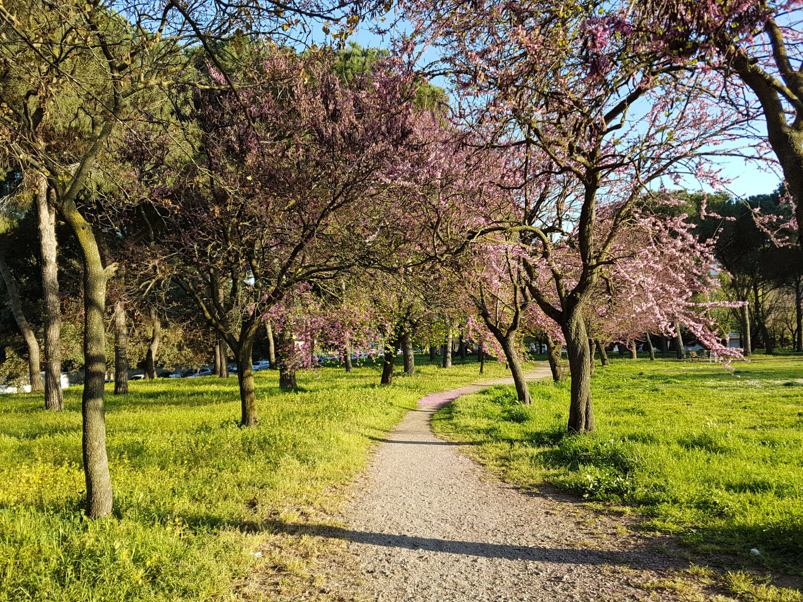 Samsung Galaxy S7 Edge sample photo. Nature, pink, trees, rome photography