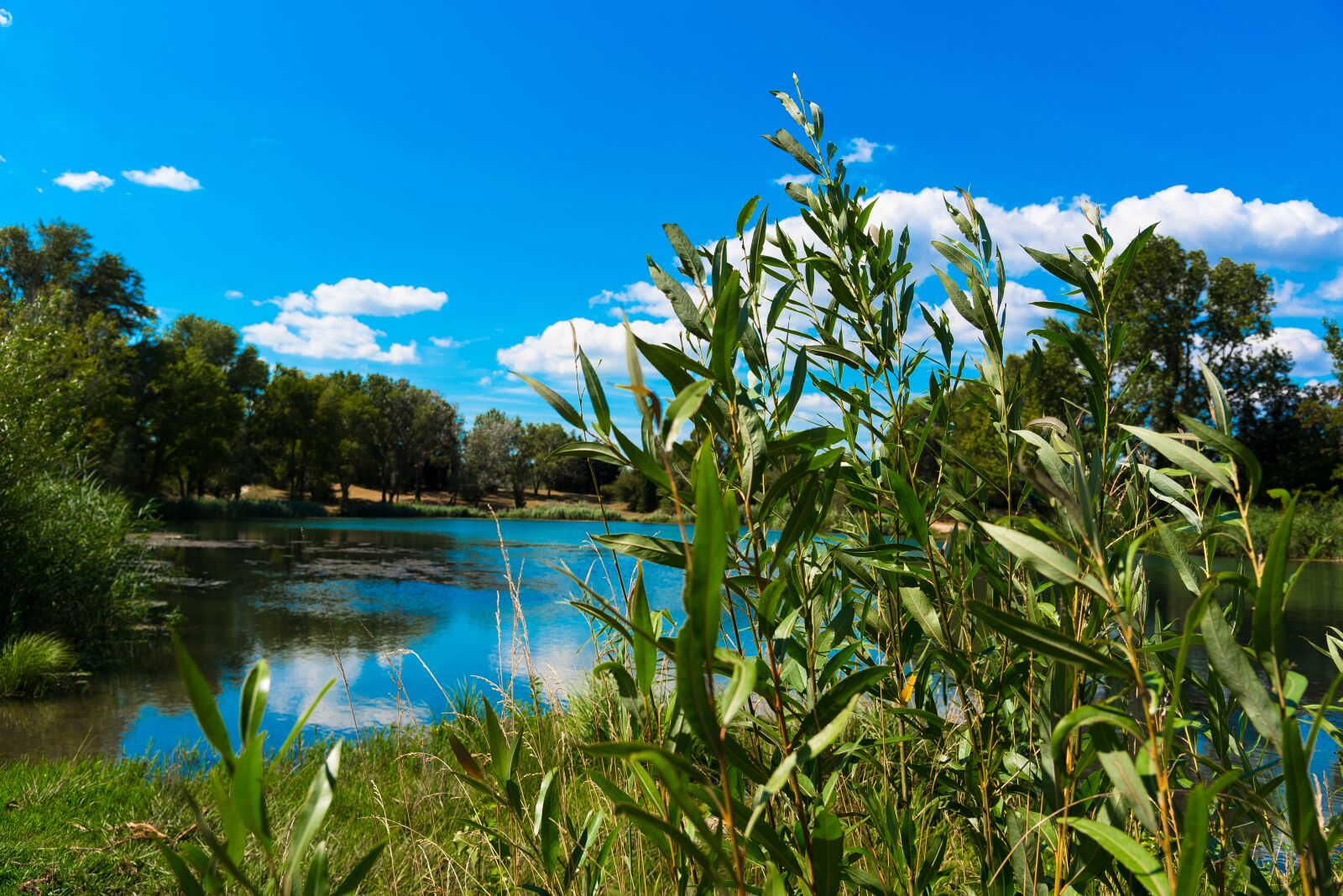 Nikon D750 sample photo. Willow, basketry, lake photography
