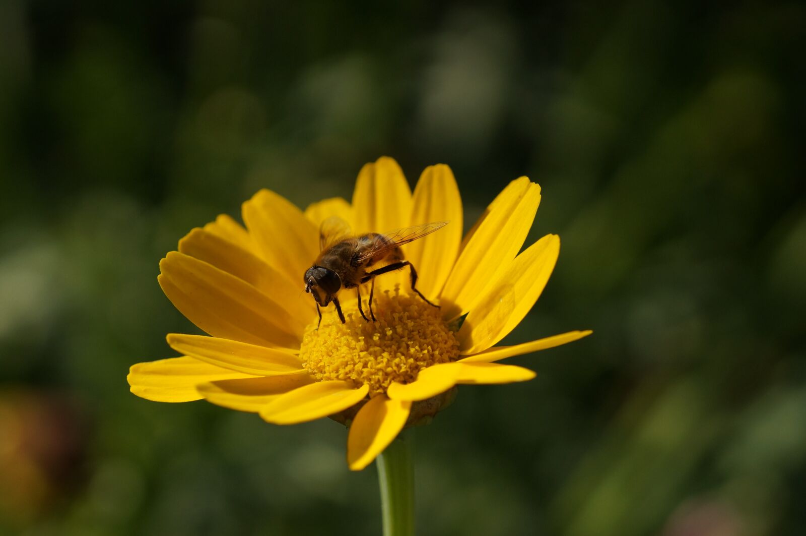 Sony SLT-A57 + 105mm F2.8 sample photo. Flower, hoverfly, yellow photography