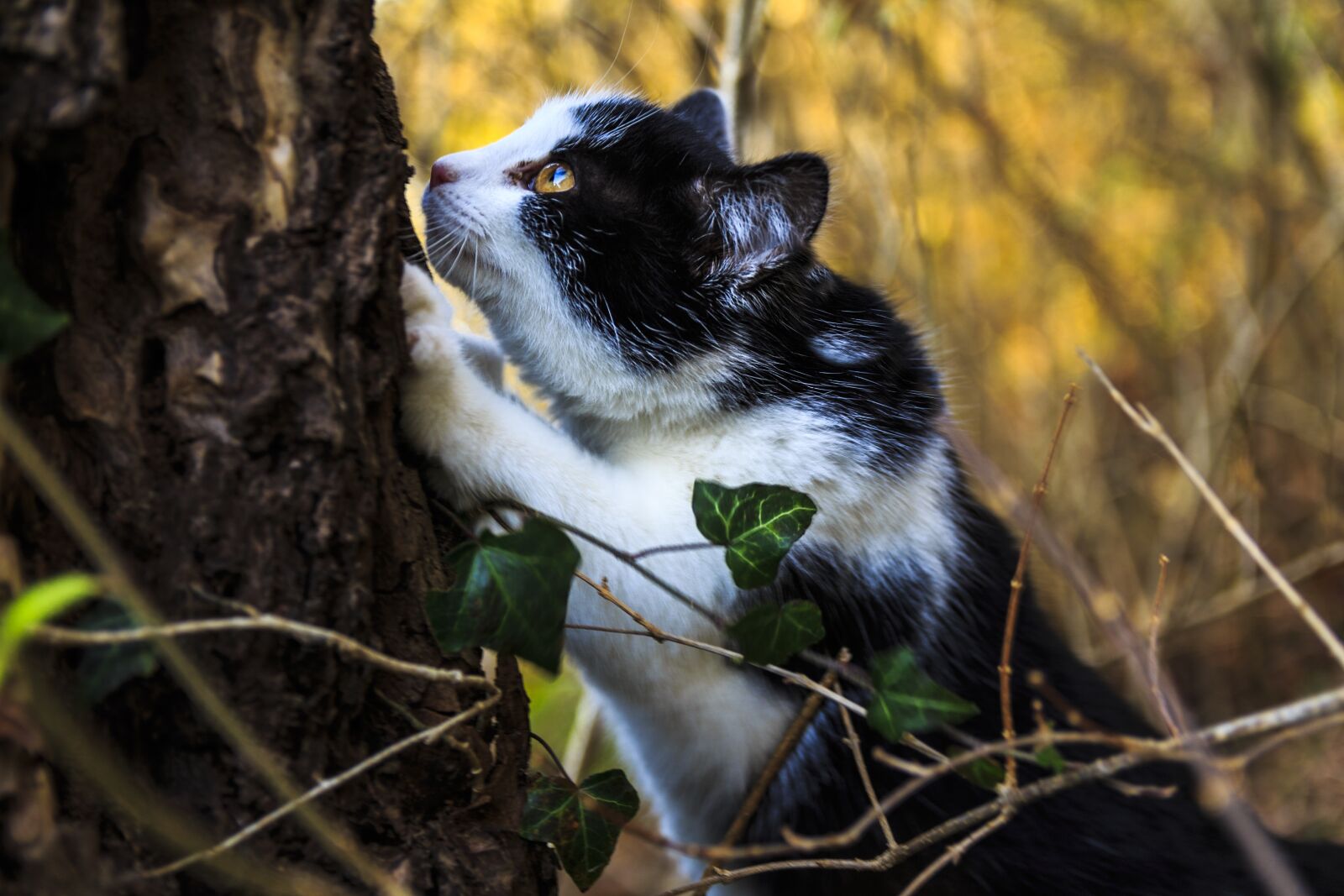 Canon EOS 650D (EOS Rebel T4i / EOS Kiss X6i) sample photo. Young cat, baby cat photography