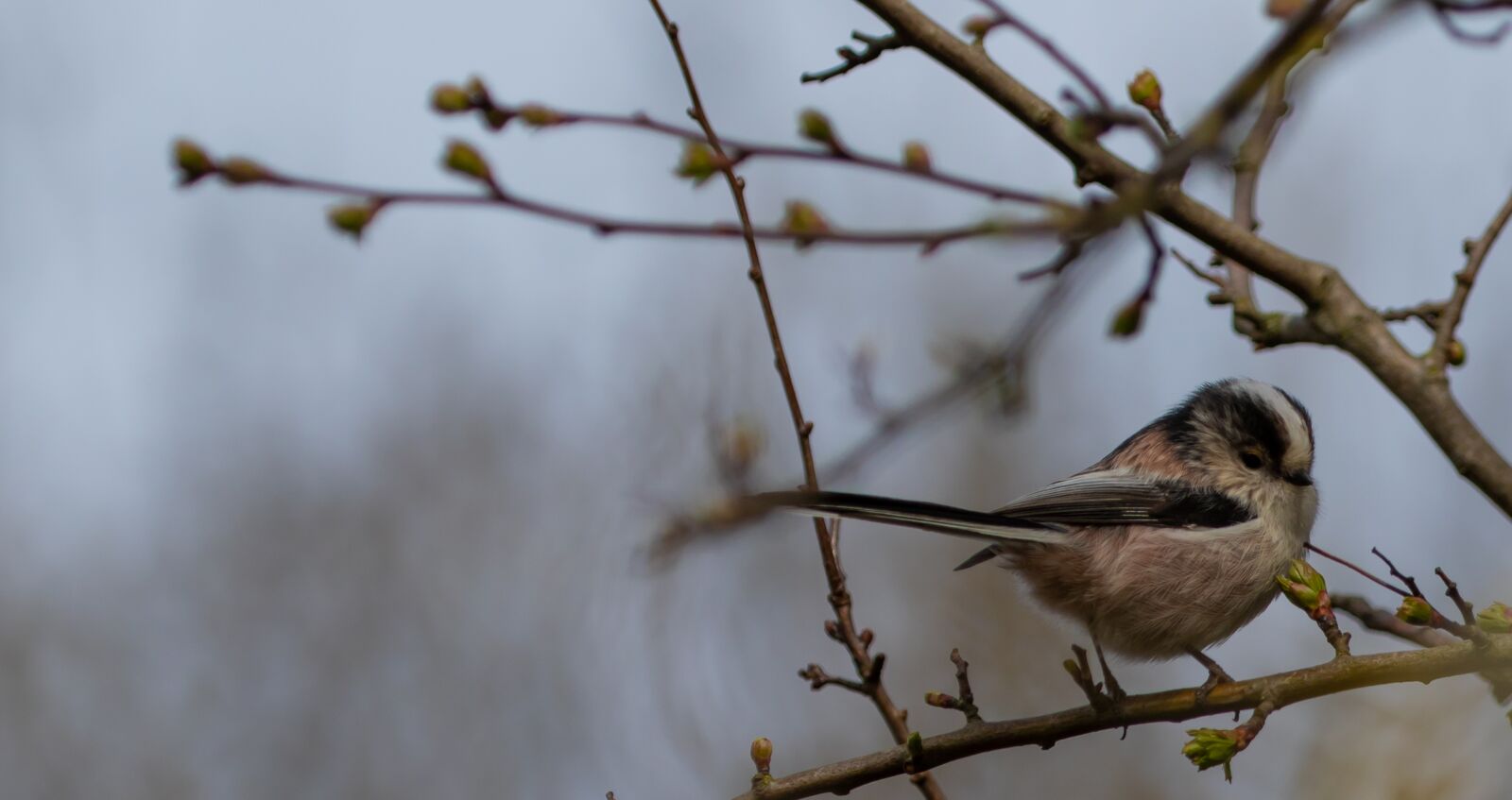 Canon EOS 7D Mark II + Canon EF 100-400mm F4.5-5.6L IS II USM sample photo. Long tailed tit, pink photography