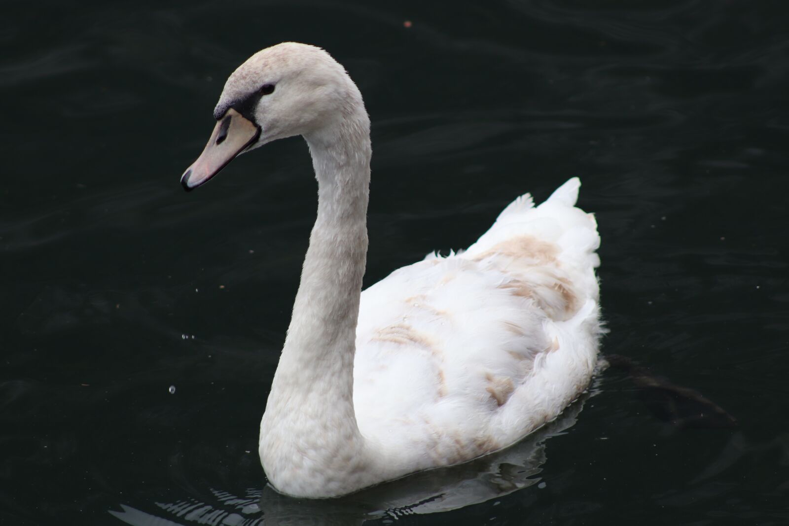 Canon EF75-300mm f/4-5.6 sample photo. Swan, white swan, elegant photography