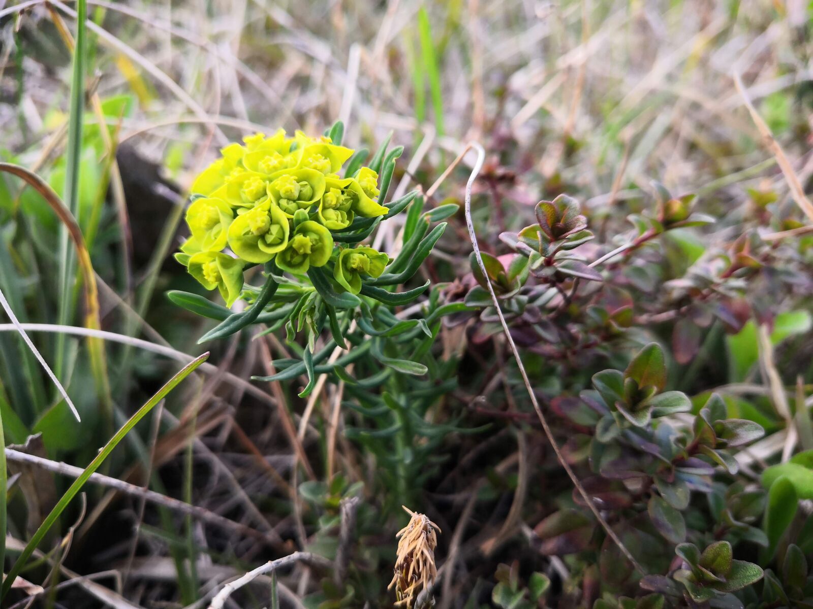 HUAWEI Honor 10 sample photo. Cypress spurge, nature, flower photography