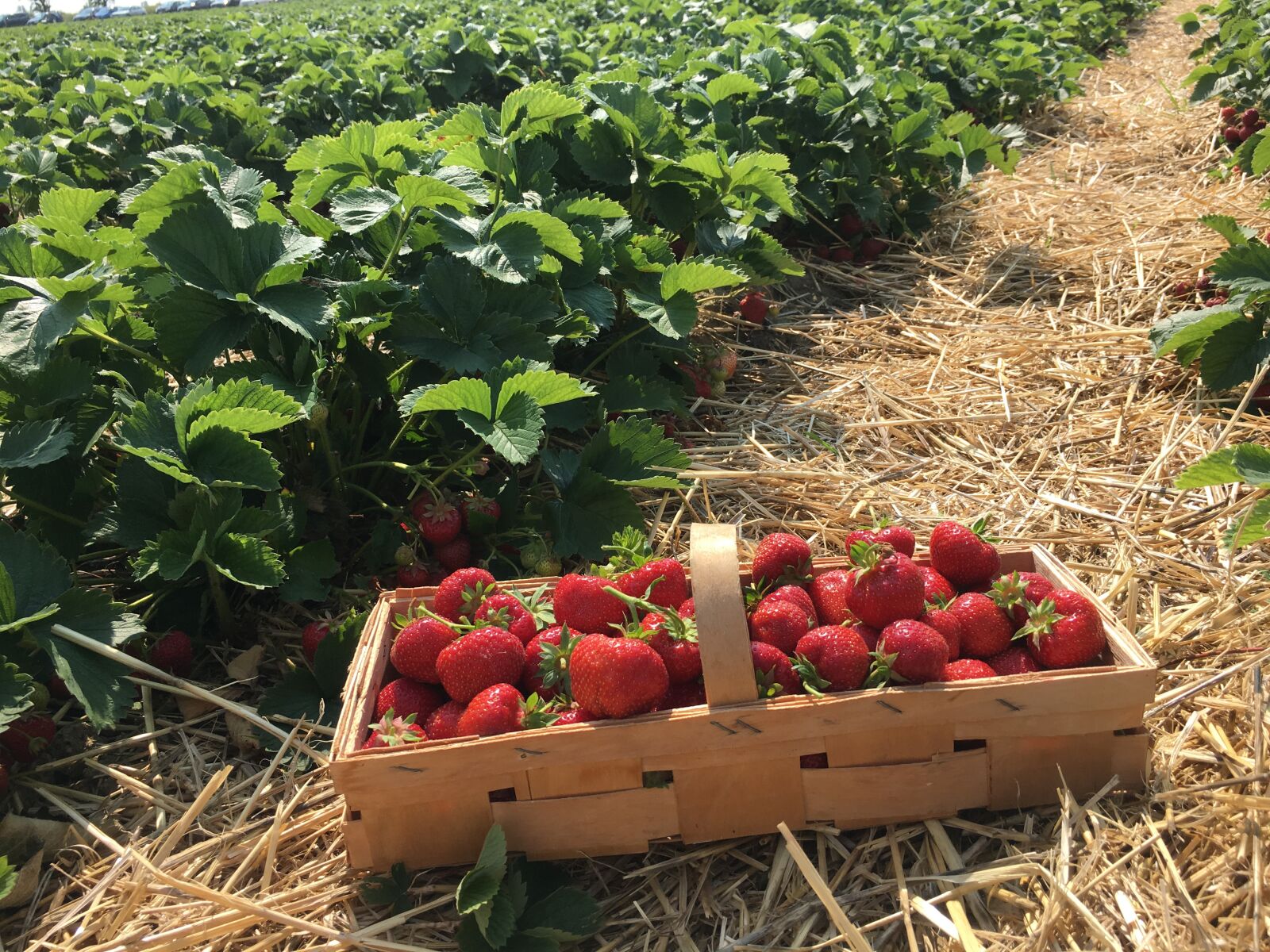 Apple iPhone 6s sample photo. Strawberries, straw, berries photography