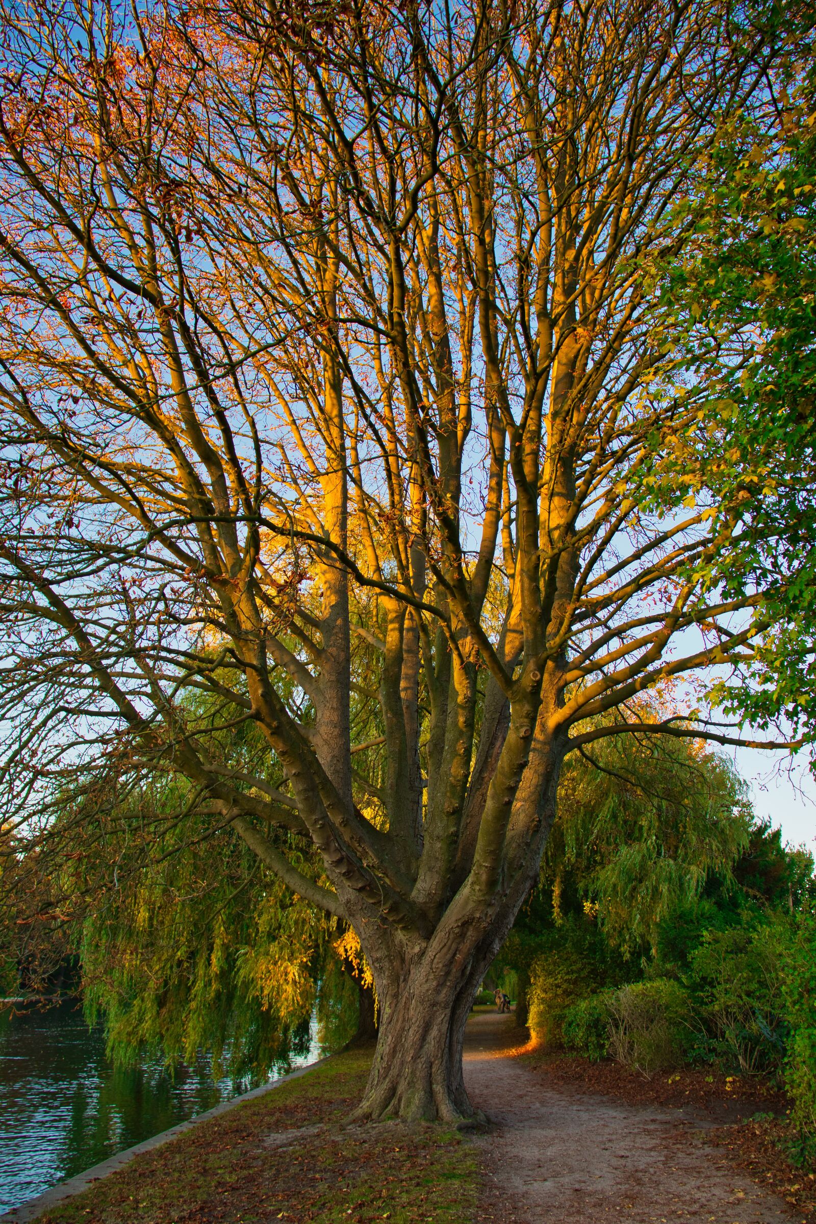 Canon EOS 200D (EOS Rebel SL2 / EOS Kiss X9) sample photo. Tree, light, sunset photography