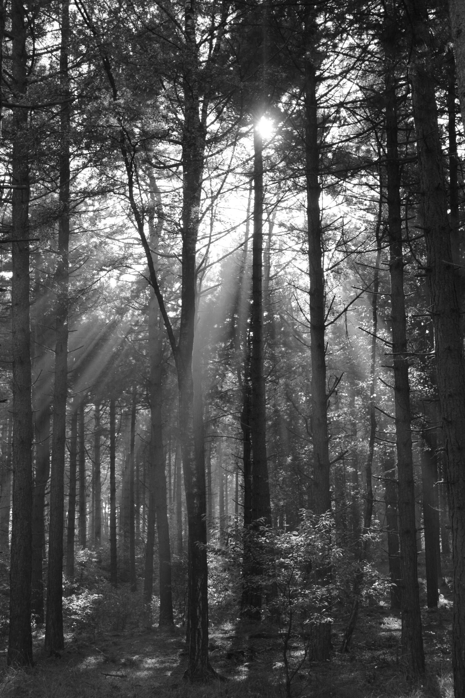 Nikon D5200 sample photo. Trees, forest, nature photography