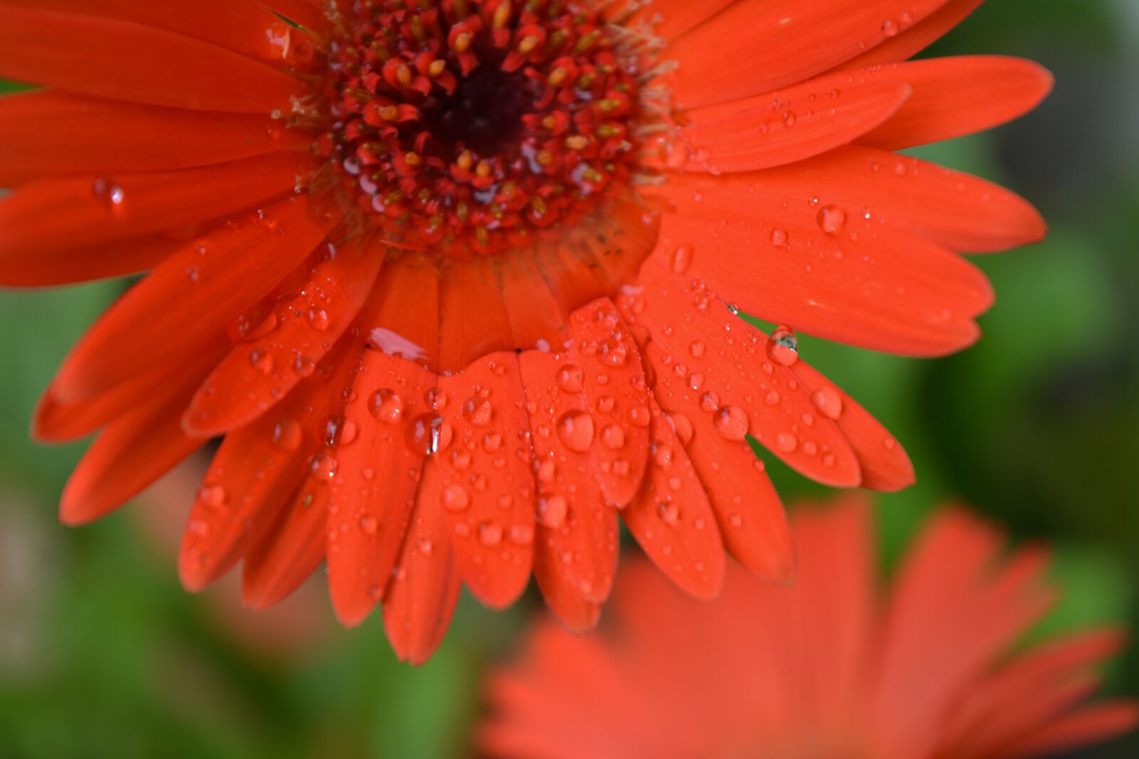 Nikon D5200 sample photo. Flower, macro, water drop photography