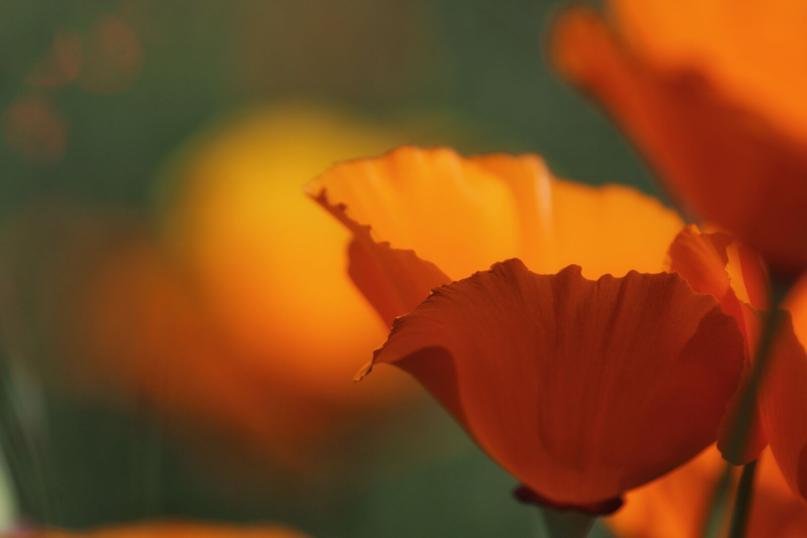 Canon EOS 1200D (EOS Rebel T5 / EOS Kiss X70 / EOS Hi) sample photo. Poppies, flowers, field photography