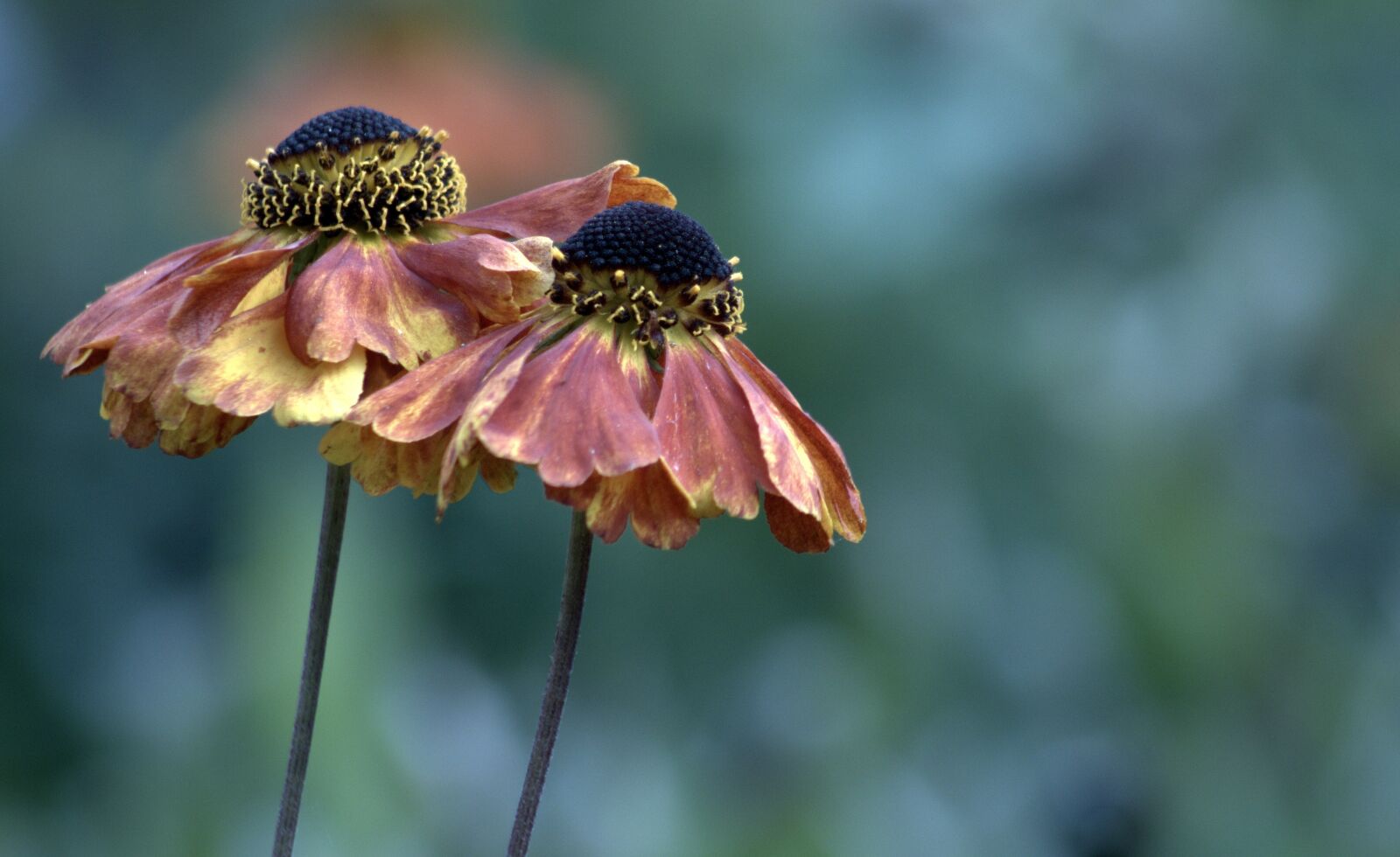 Canon EF75-300mm f/4-5.6 sample photo. Nature, flower, outdoors photography