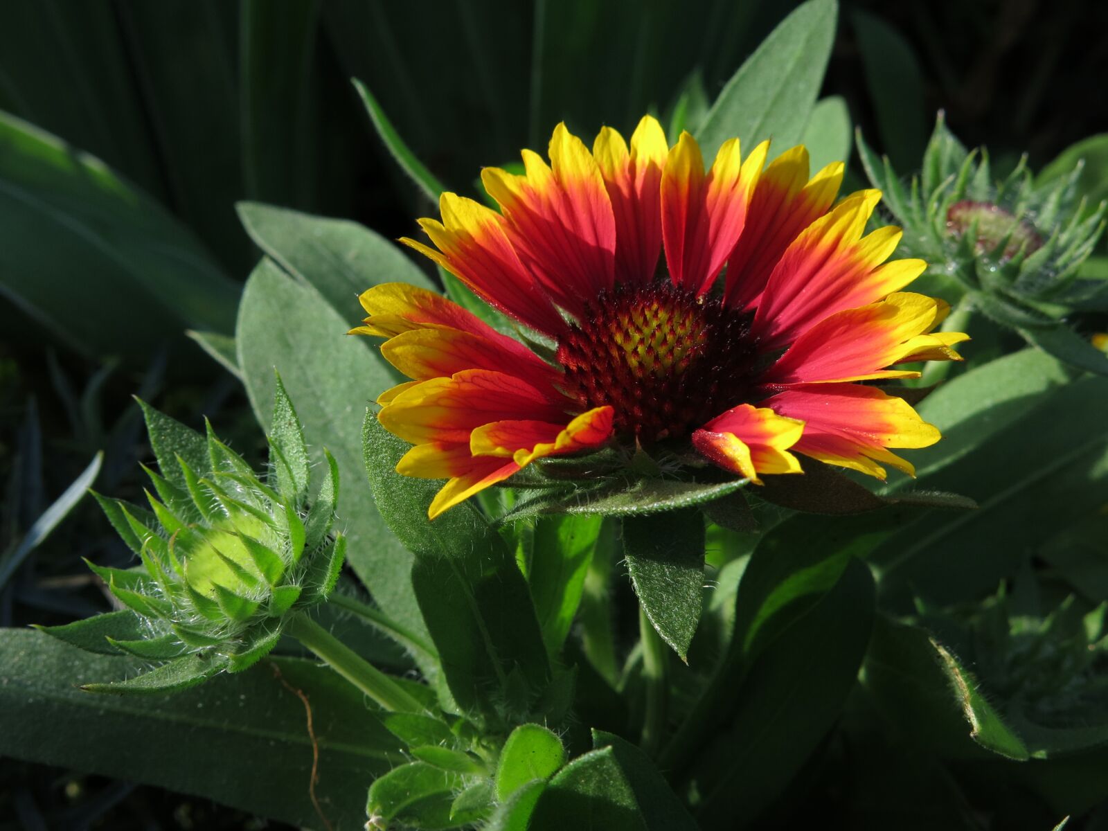 Canon PowerShot G15 sample photo. Cork aden flower, painting photography