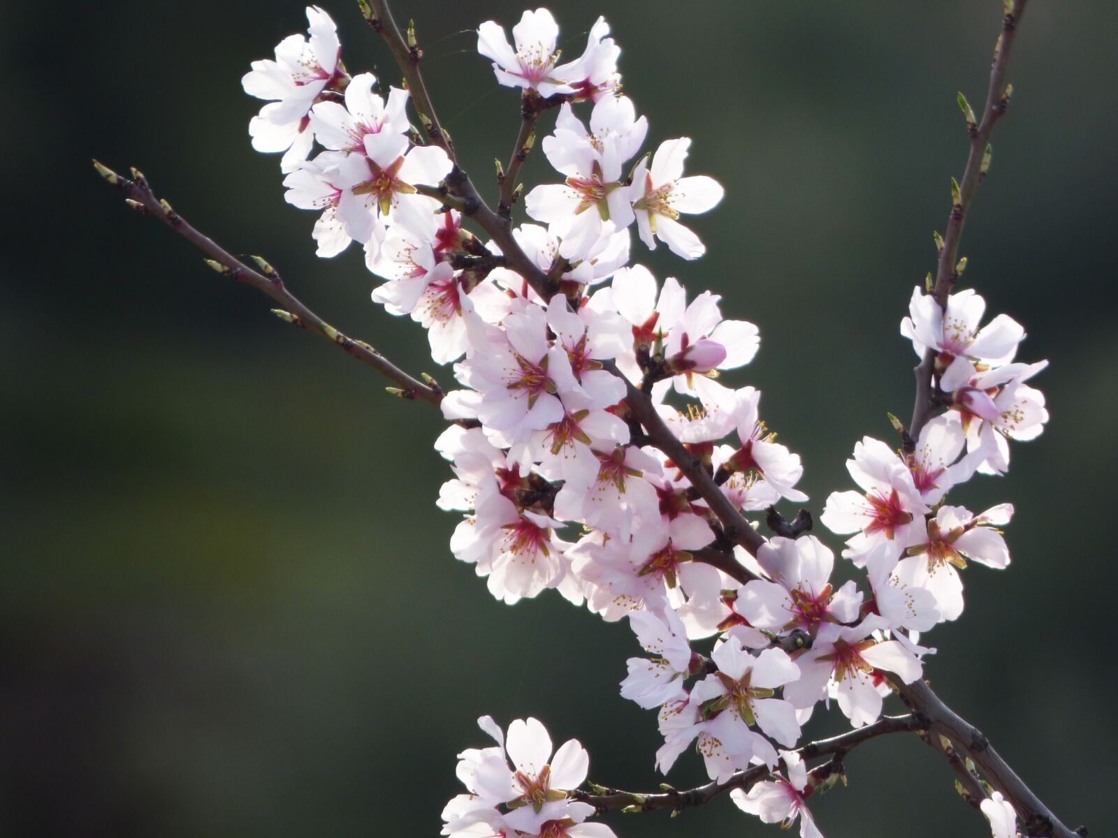 Panasonic Lumix DMC-FZ70 sample photo. Almond flower, almond tree photography
