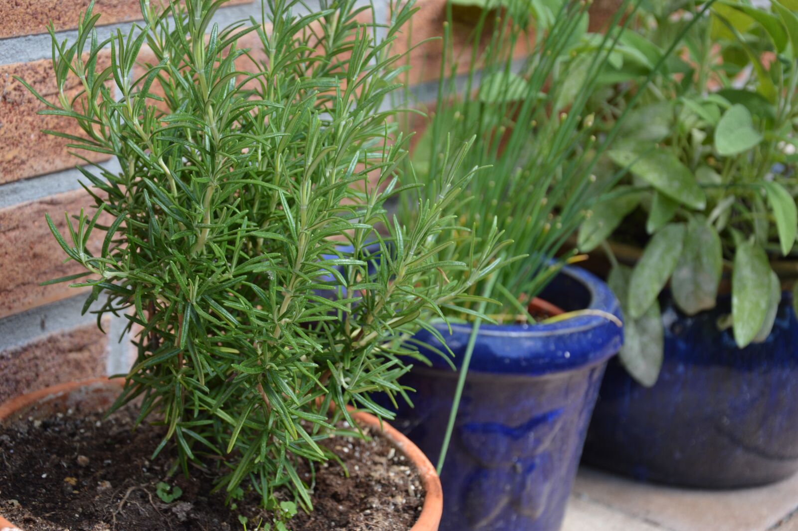 Nikon D3200 sample photo. Plant, herbs, rosemary photography