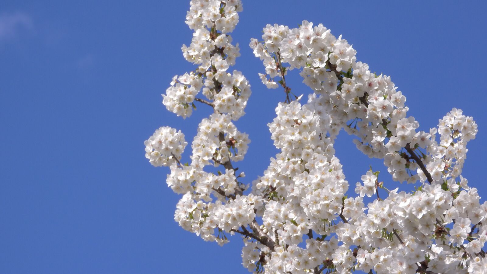 Nikon Coolpix P610 sample photo. Cherry blossoms, cherry, white photography