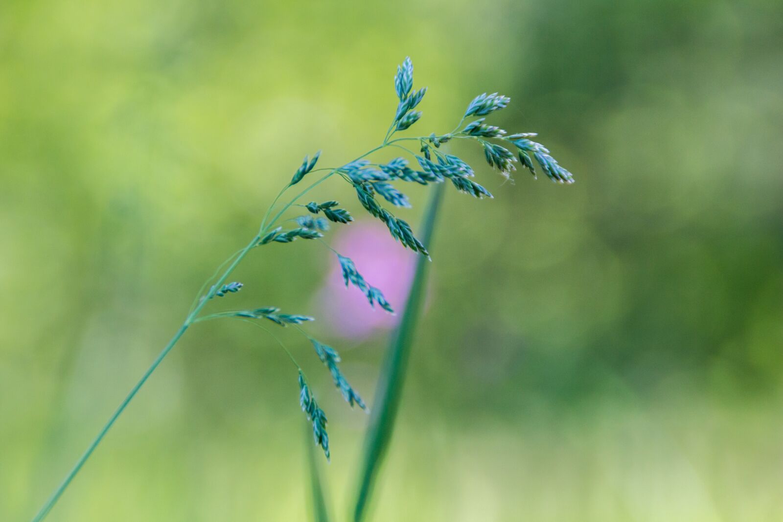 Canon EOS 100D (EOS Rebel SL1 / EOS Kiss X7) sample photo. Grass, blade, macro photography