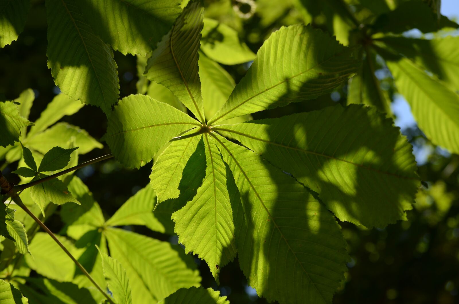 Nikon D7000 sample photo. Leaves, green, nature photography