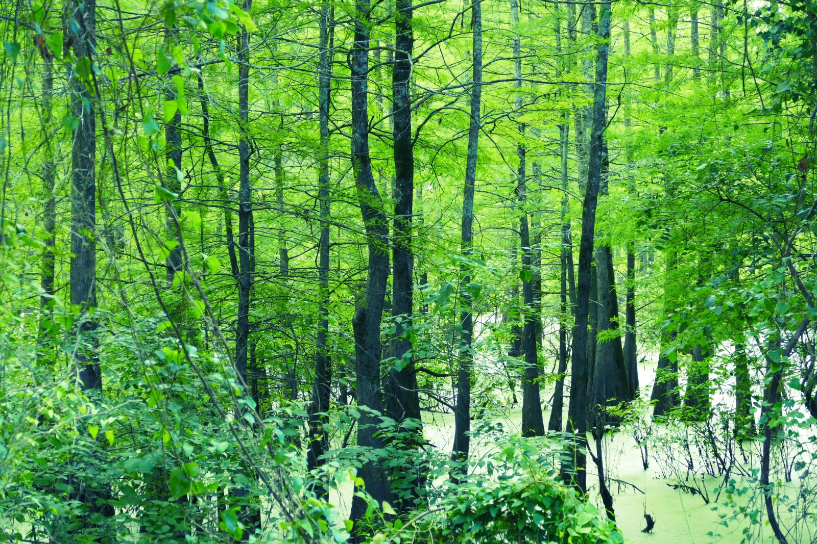 Panasonic Lumix DMC-FZ1000 sample photo. Swamp, green, forest photography