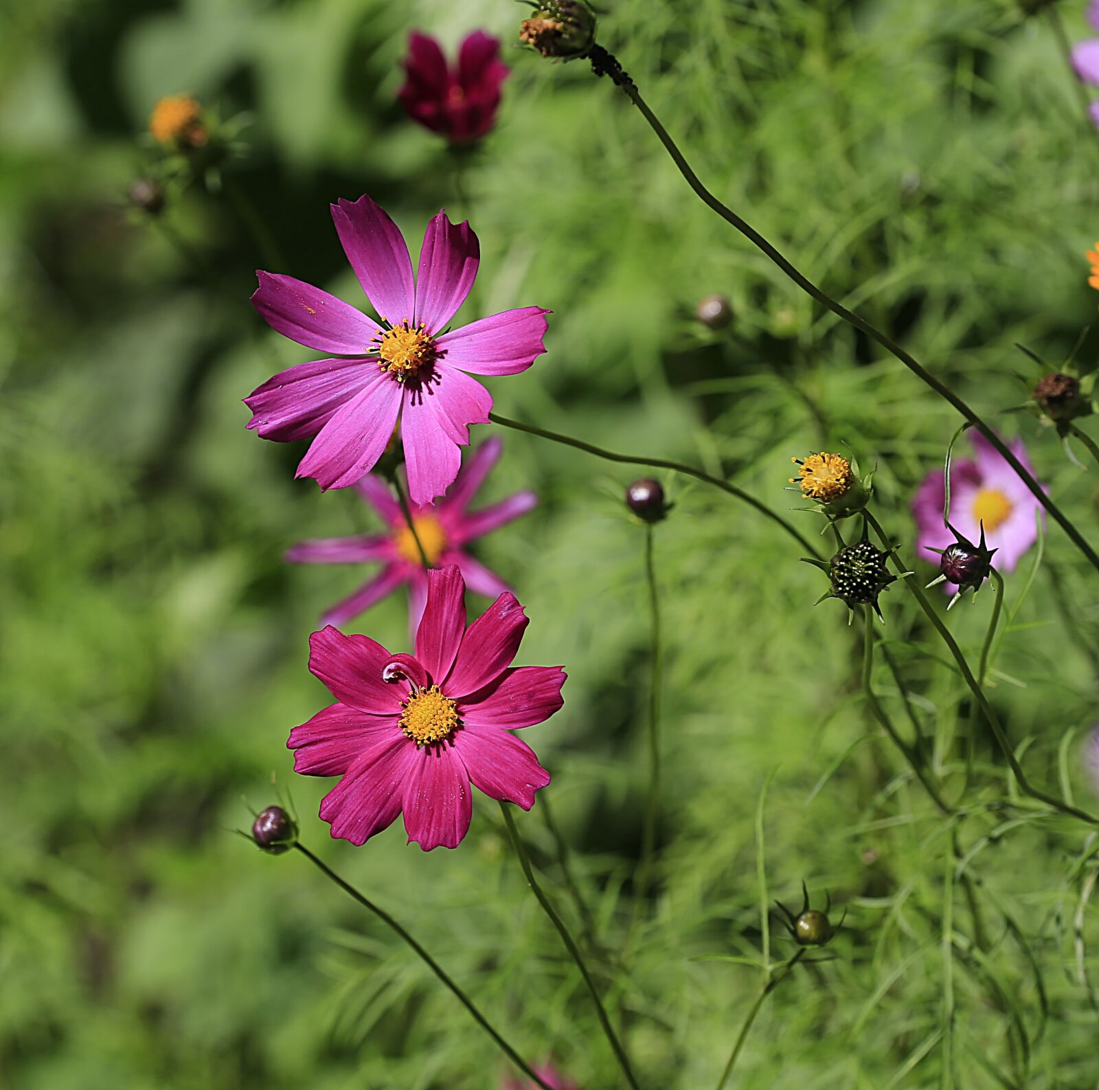 Canon EOS 6D + Canon EF 70-200mm F4L USM sample photo. Flower, summer, nature photography