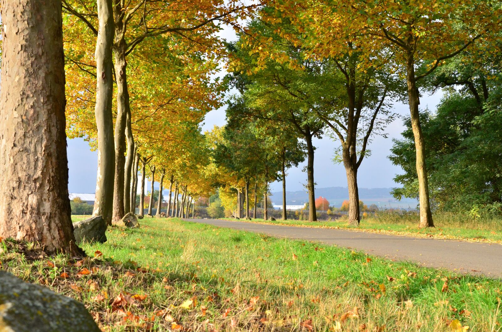 Nikon D7000 sample photo. Golden autumn, autumn forest photography