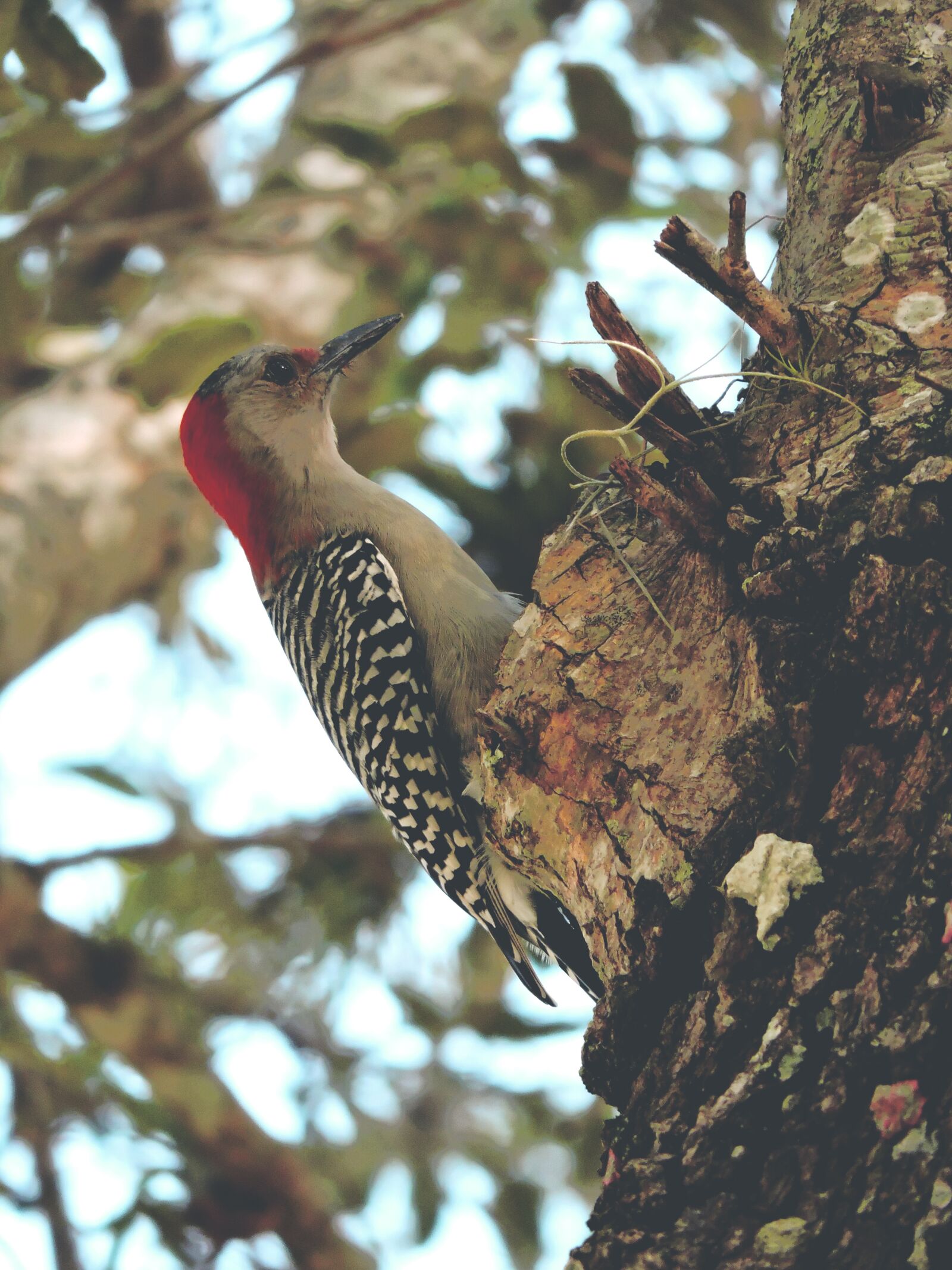Nikon Coolpix P530 sample photo. Bird, woodpecker, red photography
