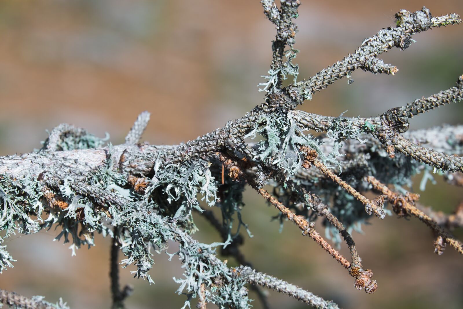 Fujifilm XF 55-200mm F3.5-4.8 R LM OIS sample photo. Lichen, tree braid, tannenzweig photography
