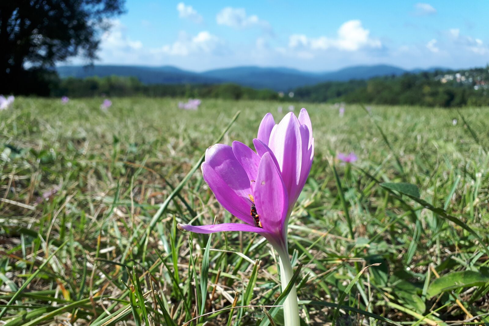Samsung Galaxy A5(2017) sample photo. Nature, herbstzeitlose, flower photography