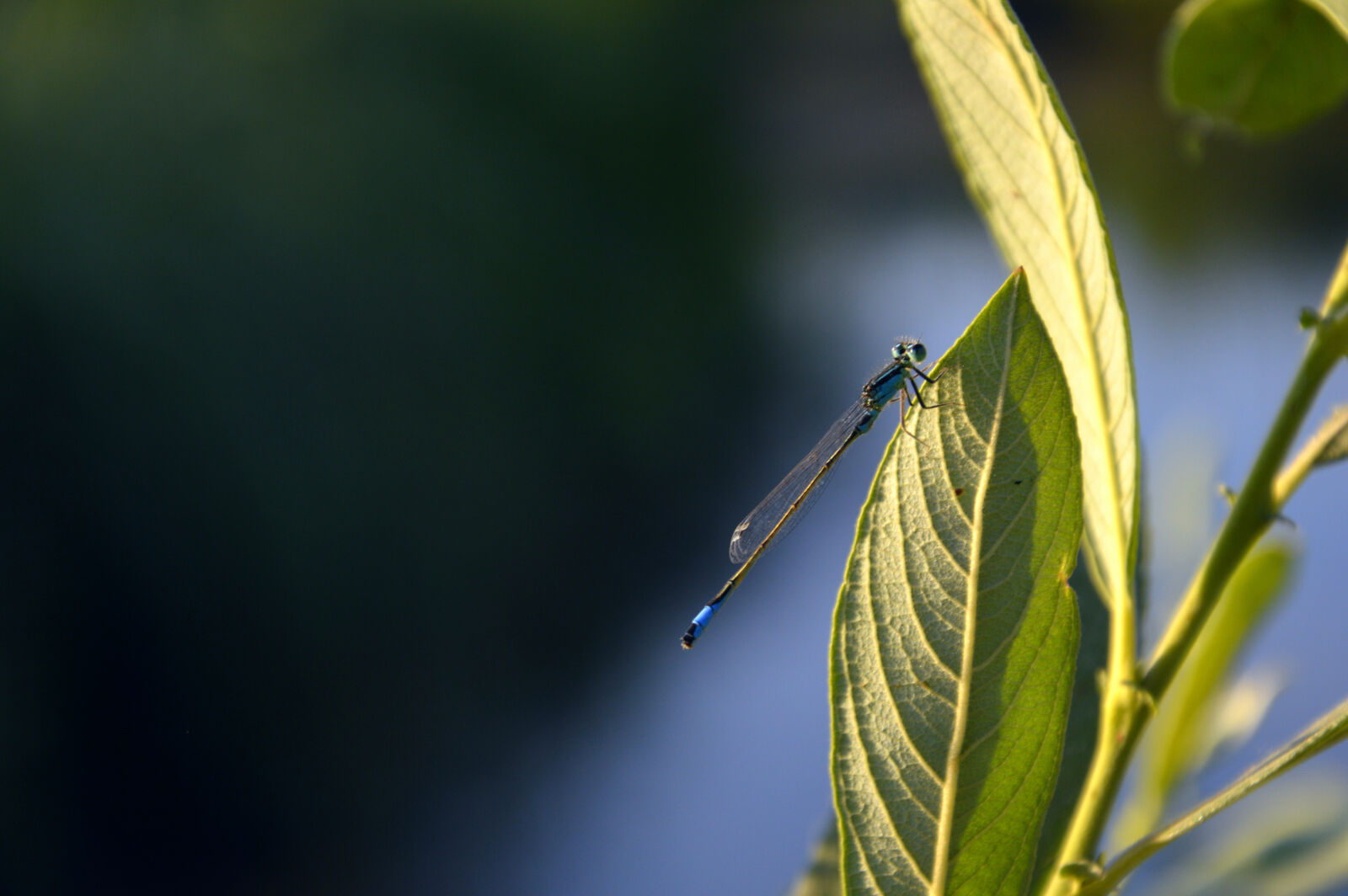 Nikon D3200 sample photo. Close, up, photo, of photography
