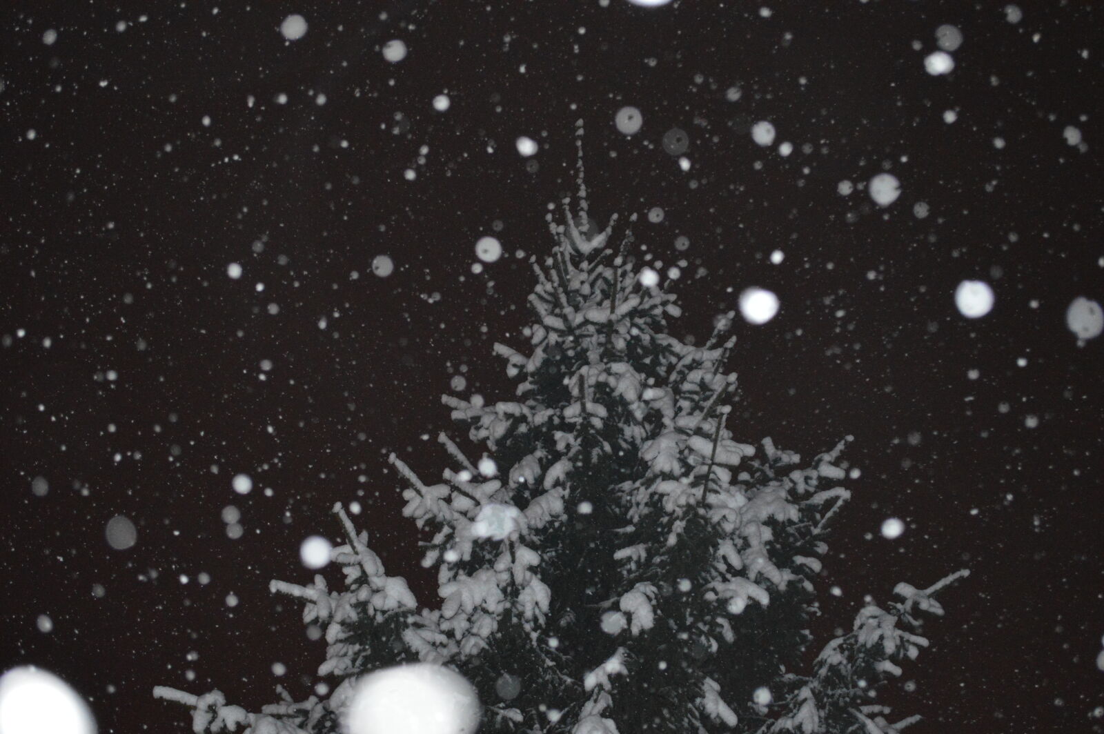 Nikon D3200 sample photo. Snow, tree, winter photography