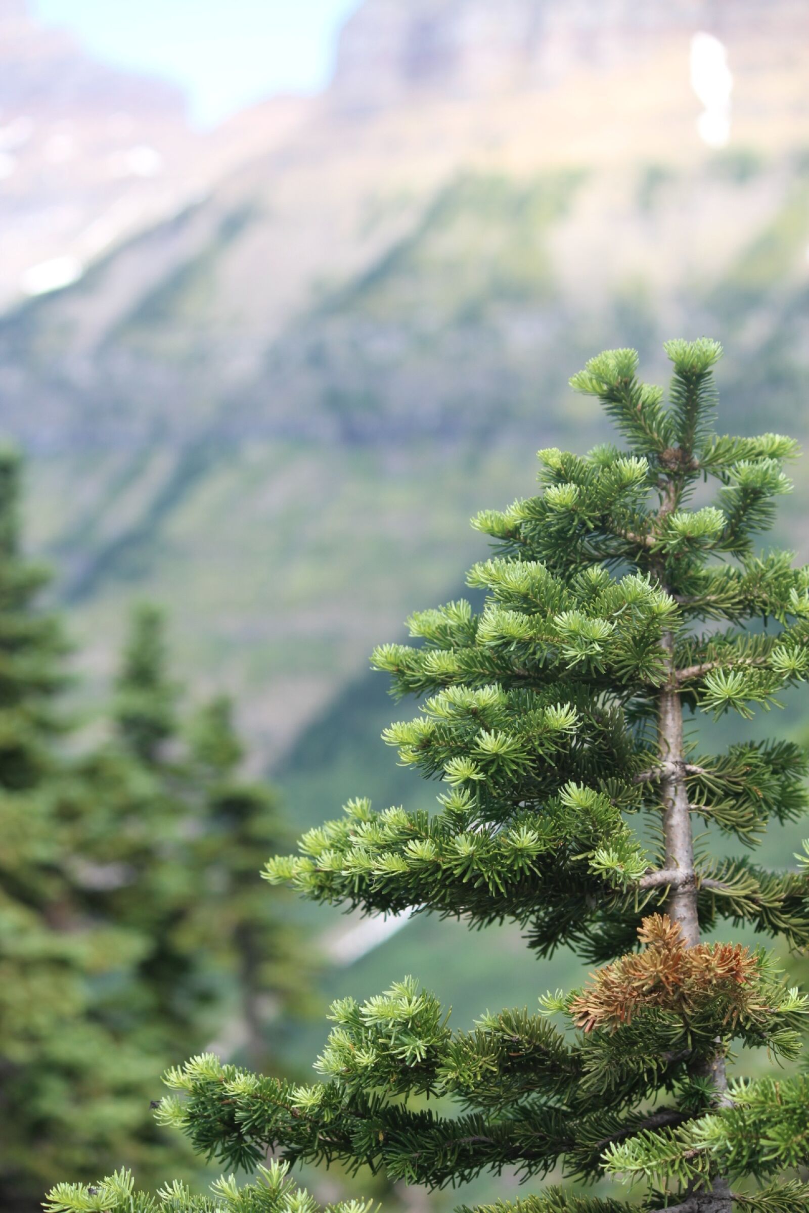 Canon EF-S 55-250mm F4-5.6 IS sample photo. Yellowstone, evergreen tree, mountain photography