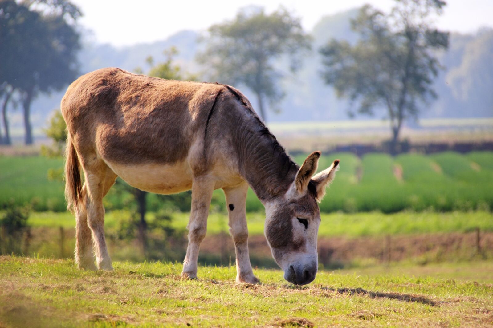 Canon EOS 100D (EOS Rebel SL1 / EOS Kiss X7) sample photo. Donkey, ass, animal photography