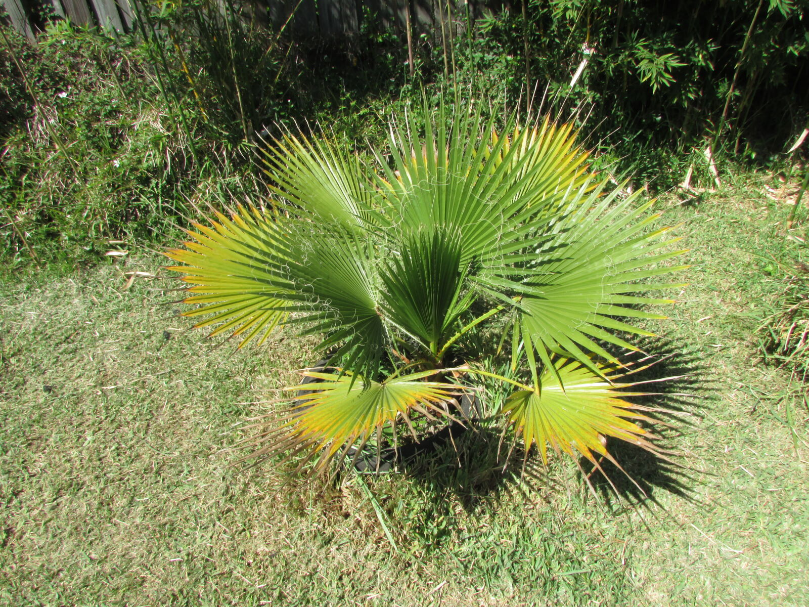 Canon PowerShot SX500 IS sample photo. Palm, plant photography