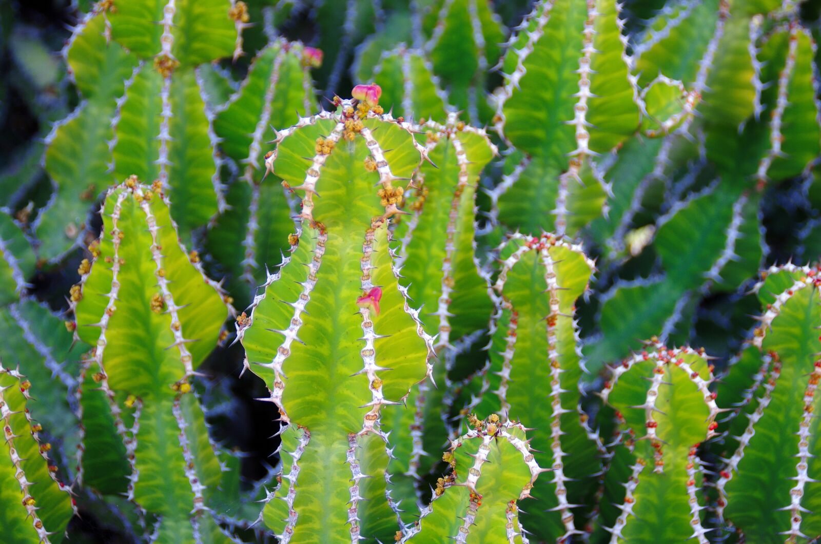 Pentax K-5 sample photo. Lanzarote, cactus garden, spice photography